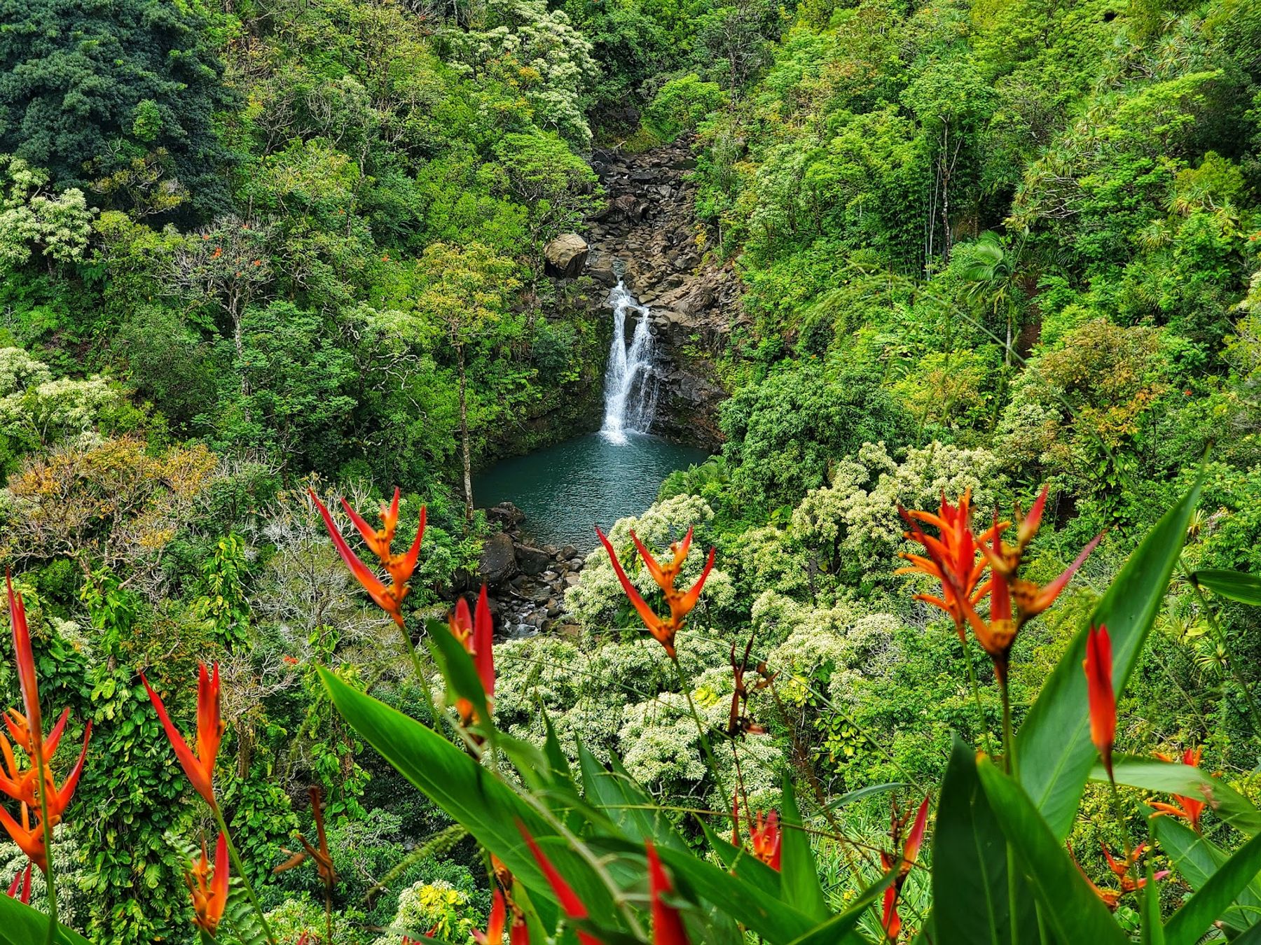 Photo 7 of Garden of Eden Arboretum in Keʻanae-Nāhiku, Maui