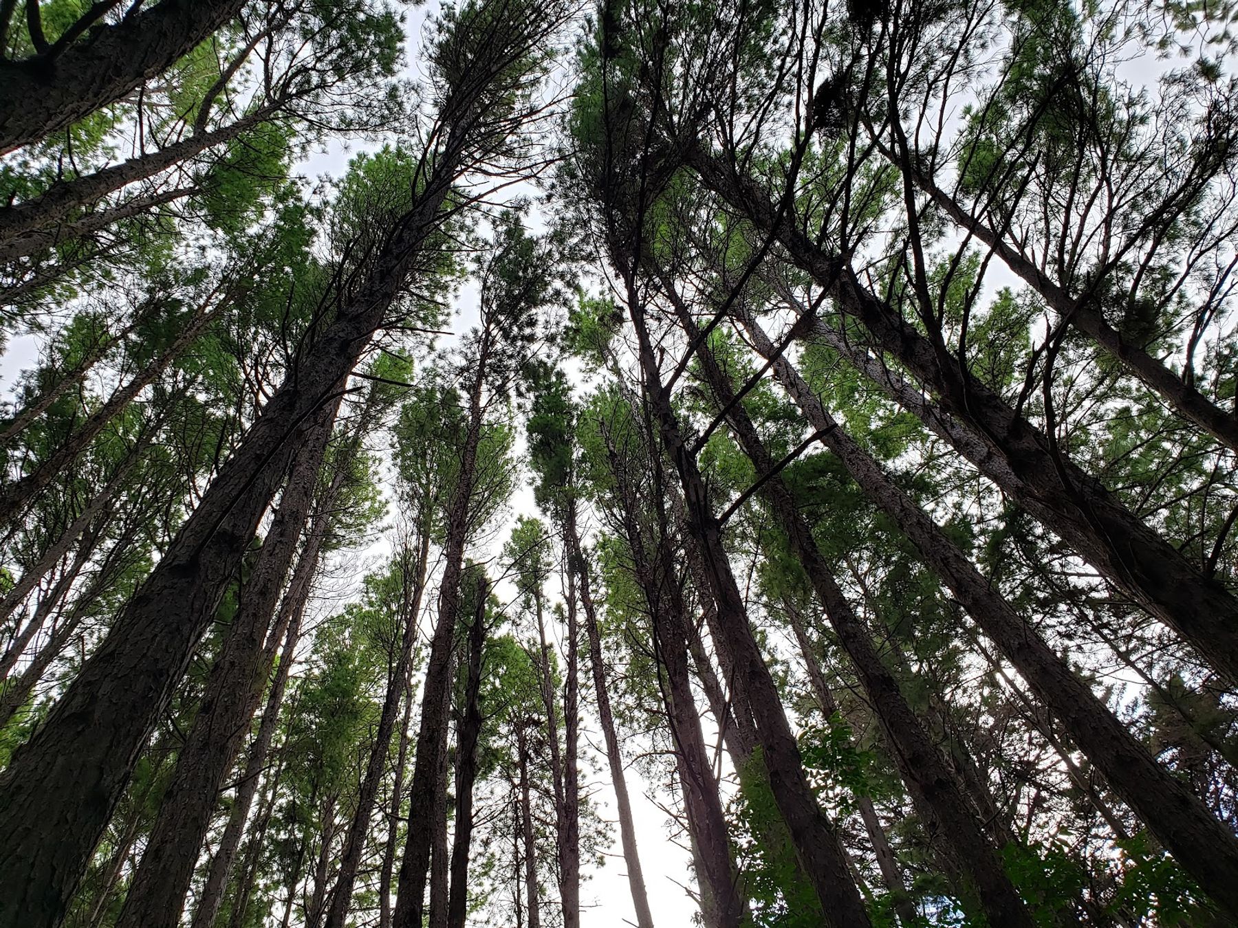 Photo 4 of Waihou Spring Trail in Makawao & Pukalani, Maui