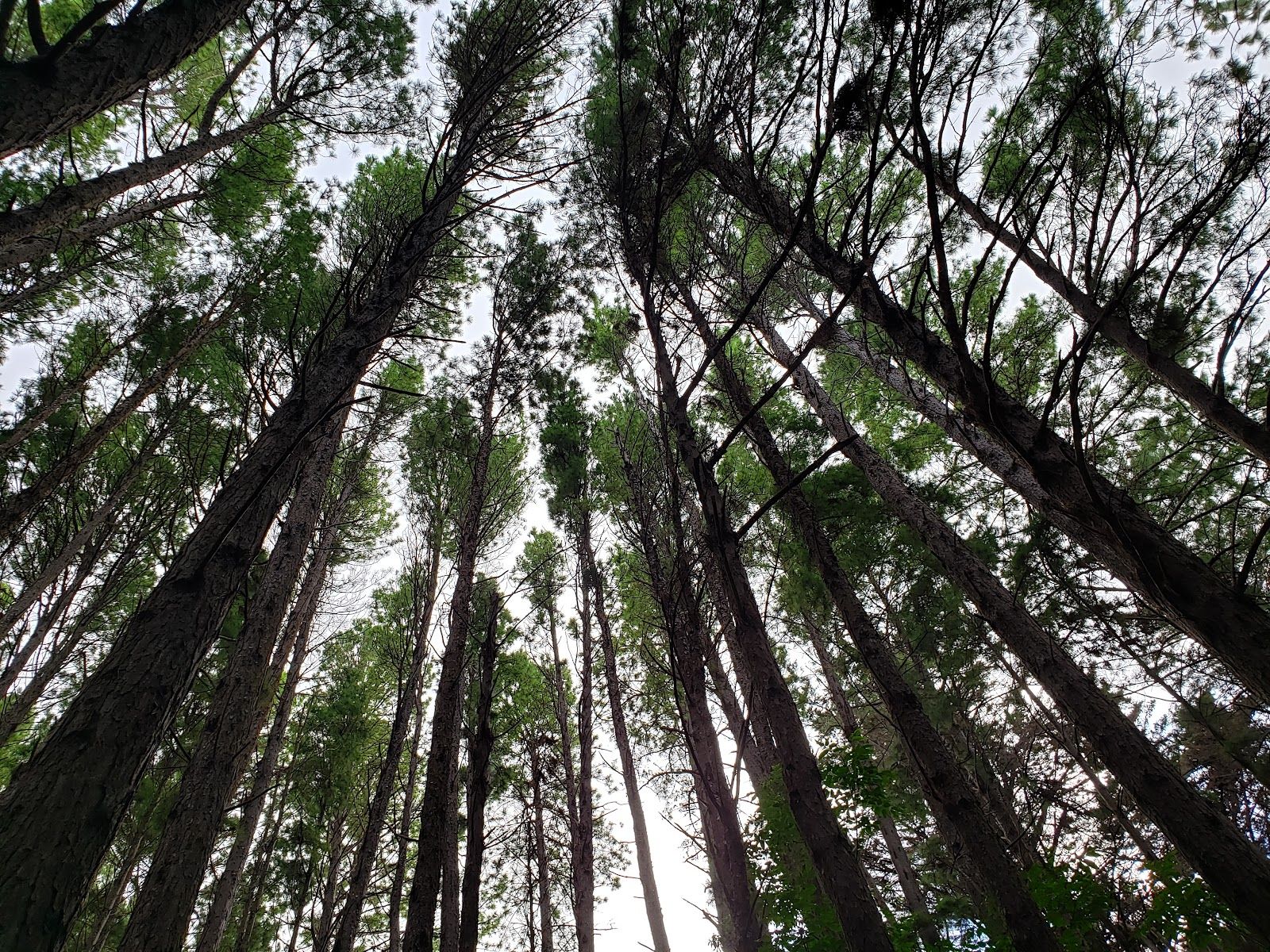 Photo 4 of Waihou Spring Trail in Makawao & Pukalani, Maui