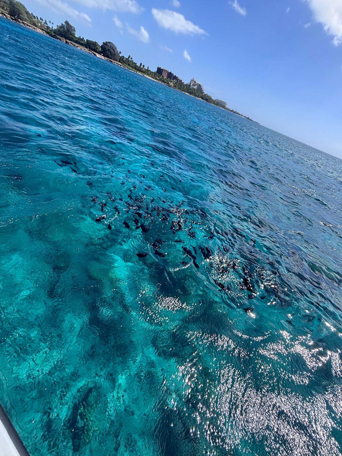 Photo 5 of Ko Olina Glass Bottom Boat in Ko Olina, Oahu