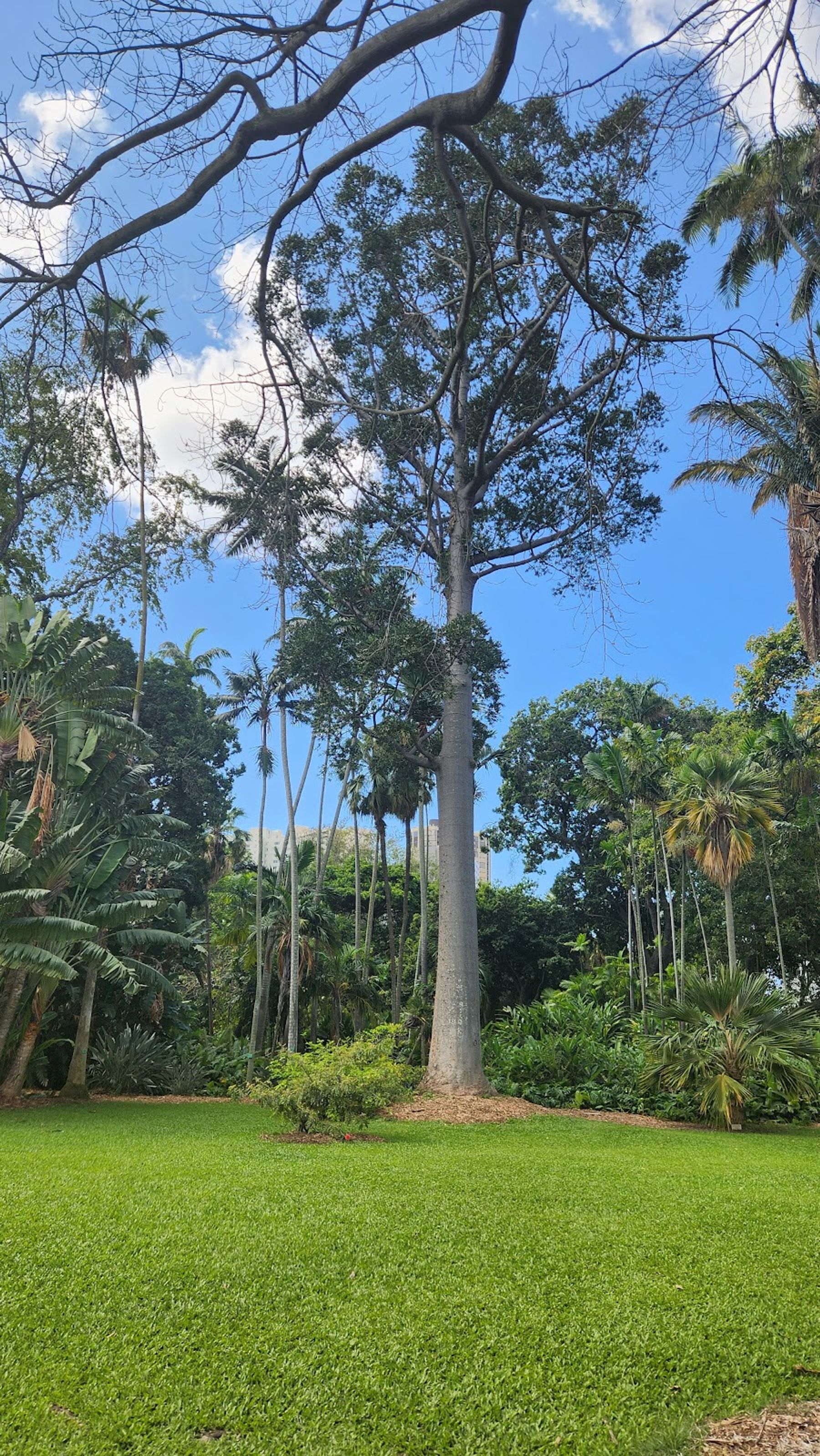 Photo 6 of Foster Botanical Garden in Downtown, Chinatown & Kakaʻako, Oahu