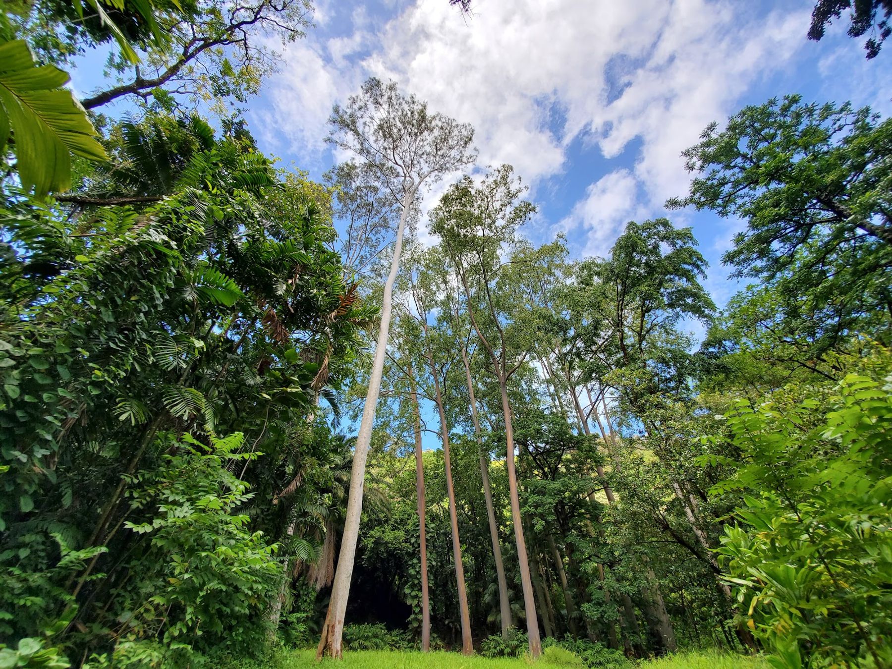 Photo 8 of Ke'anae Arboretum in Keʻanae-Nāhiku, Maui