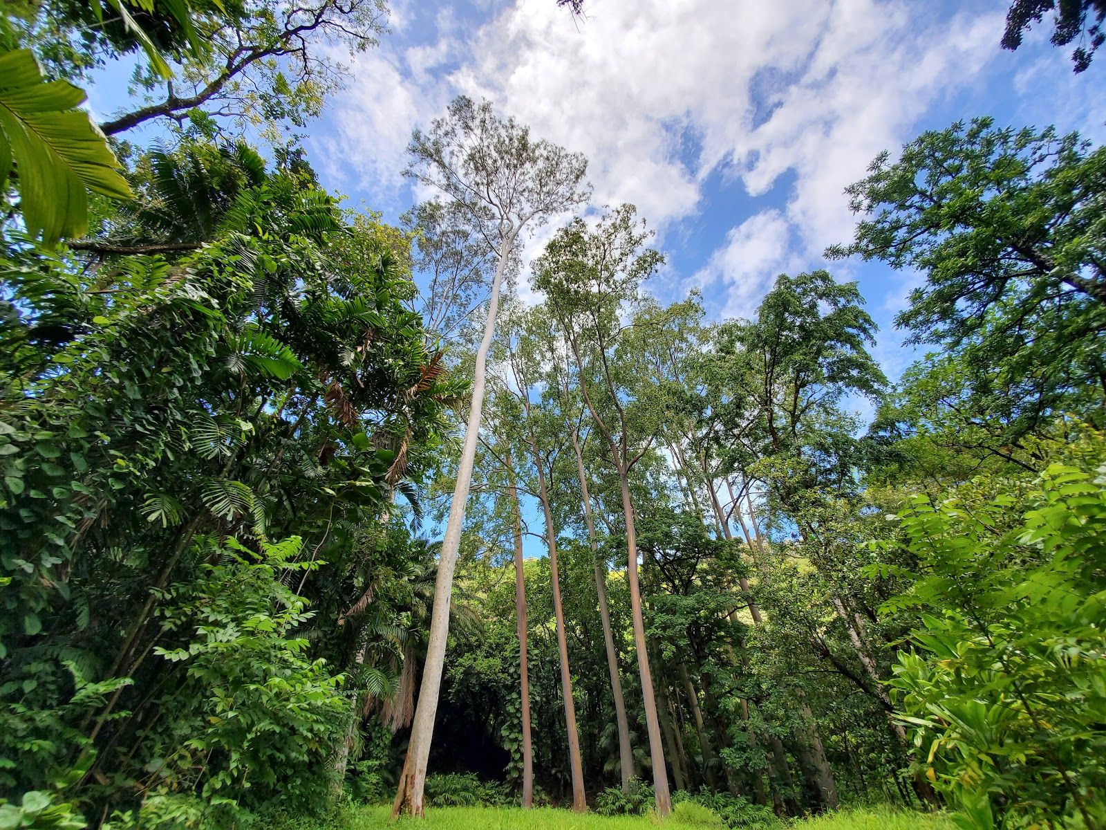 Photo 8 of Ke'anae Arboretum in Keʻanae-Nāhiku, Maui