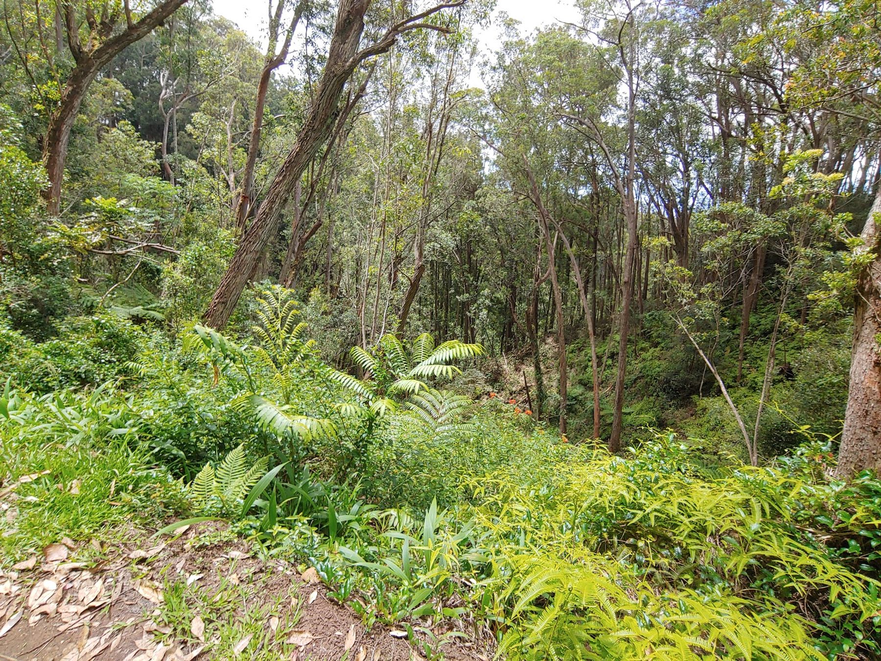 Photo 9 of ʻAiea Loop Trailhead in Pearl Harbor & ʻAiea, Oahu