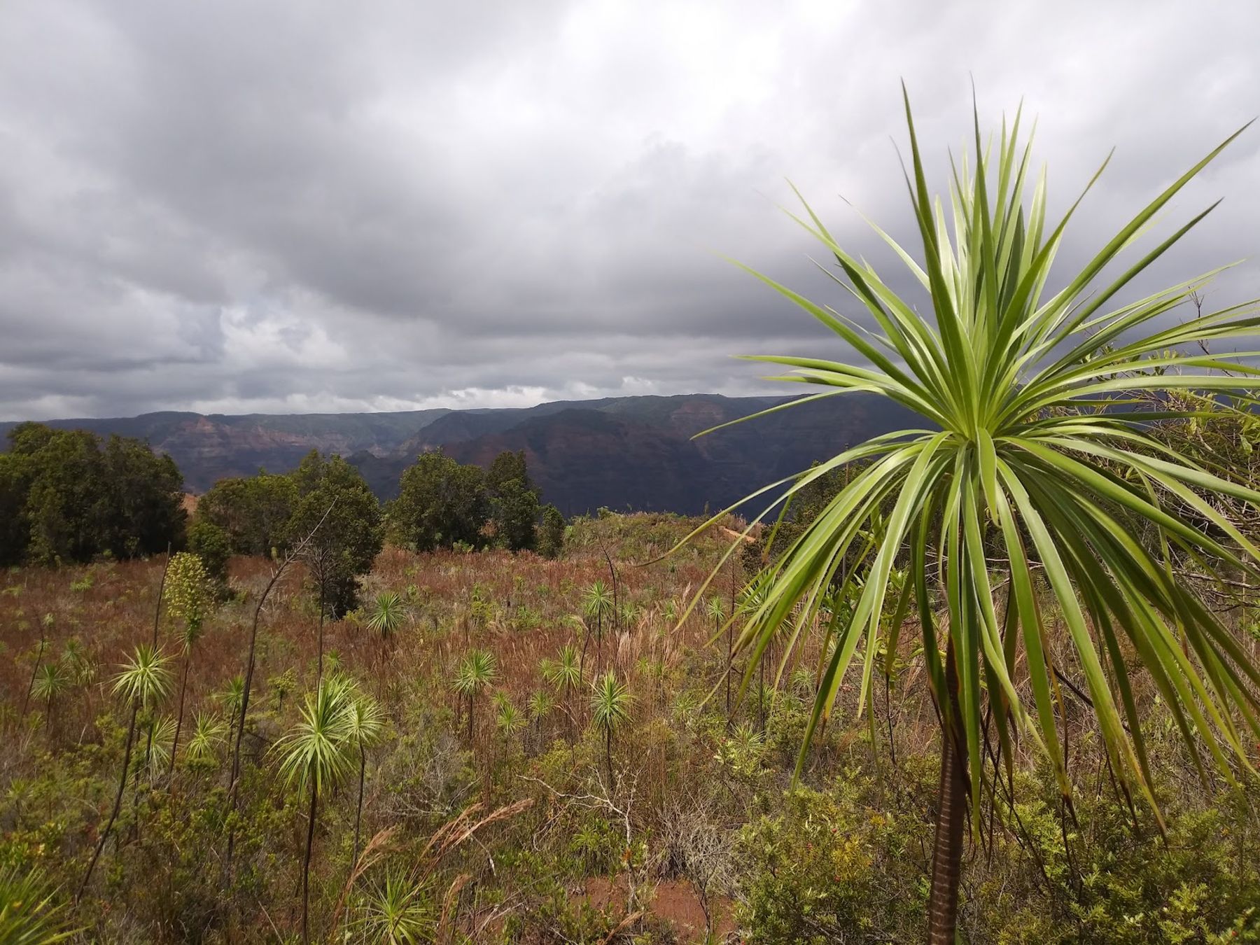Photo 7 of Kukui Trail in Waimea Canyon & Kōkeʻe, Kauai