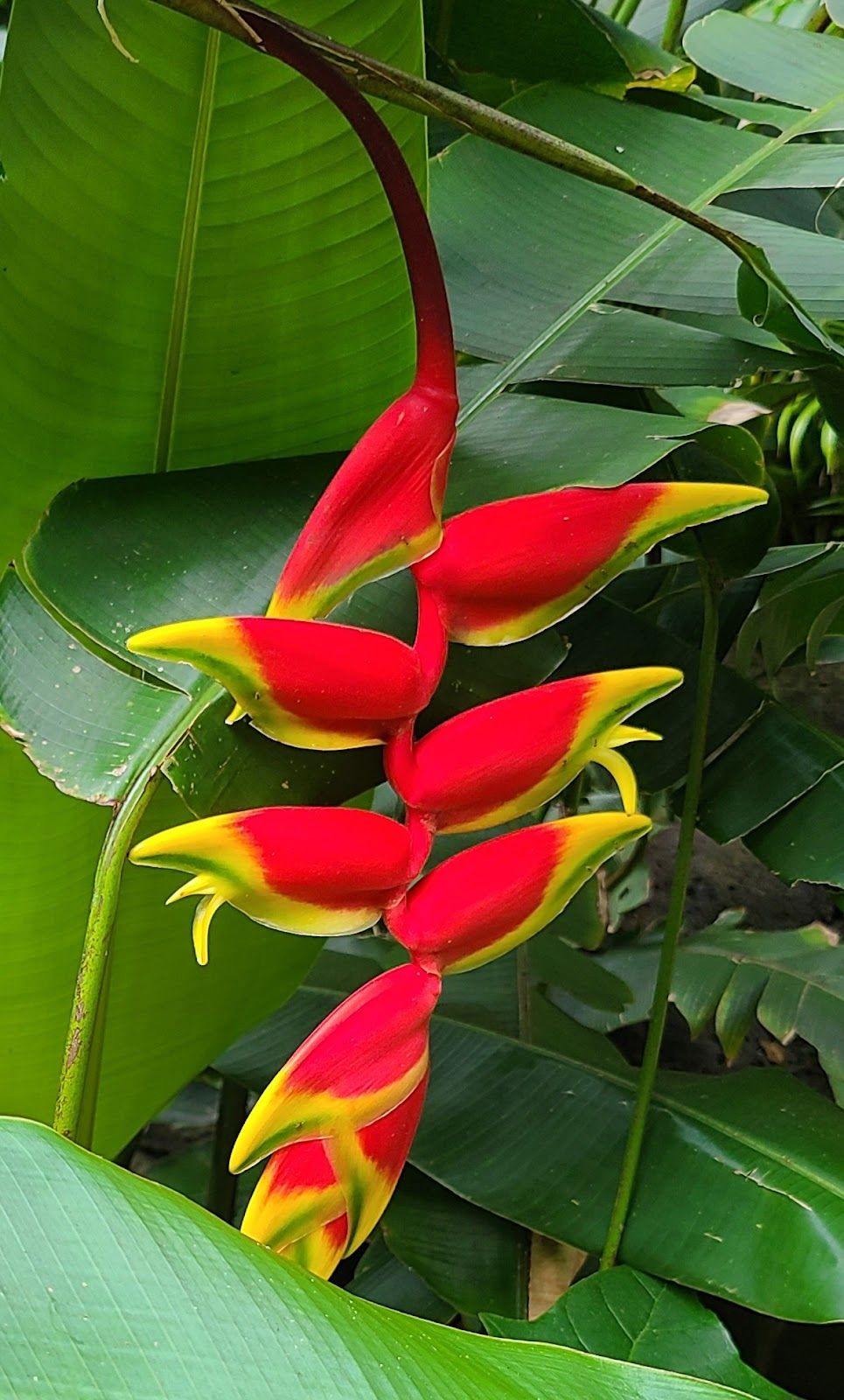 Photo 4 of Waimea Botanical Garden in Pūpūkea, Oahu
