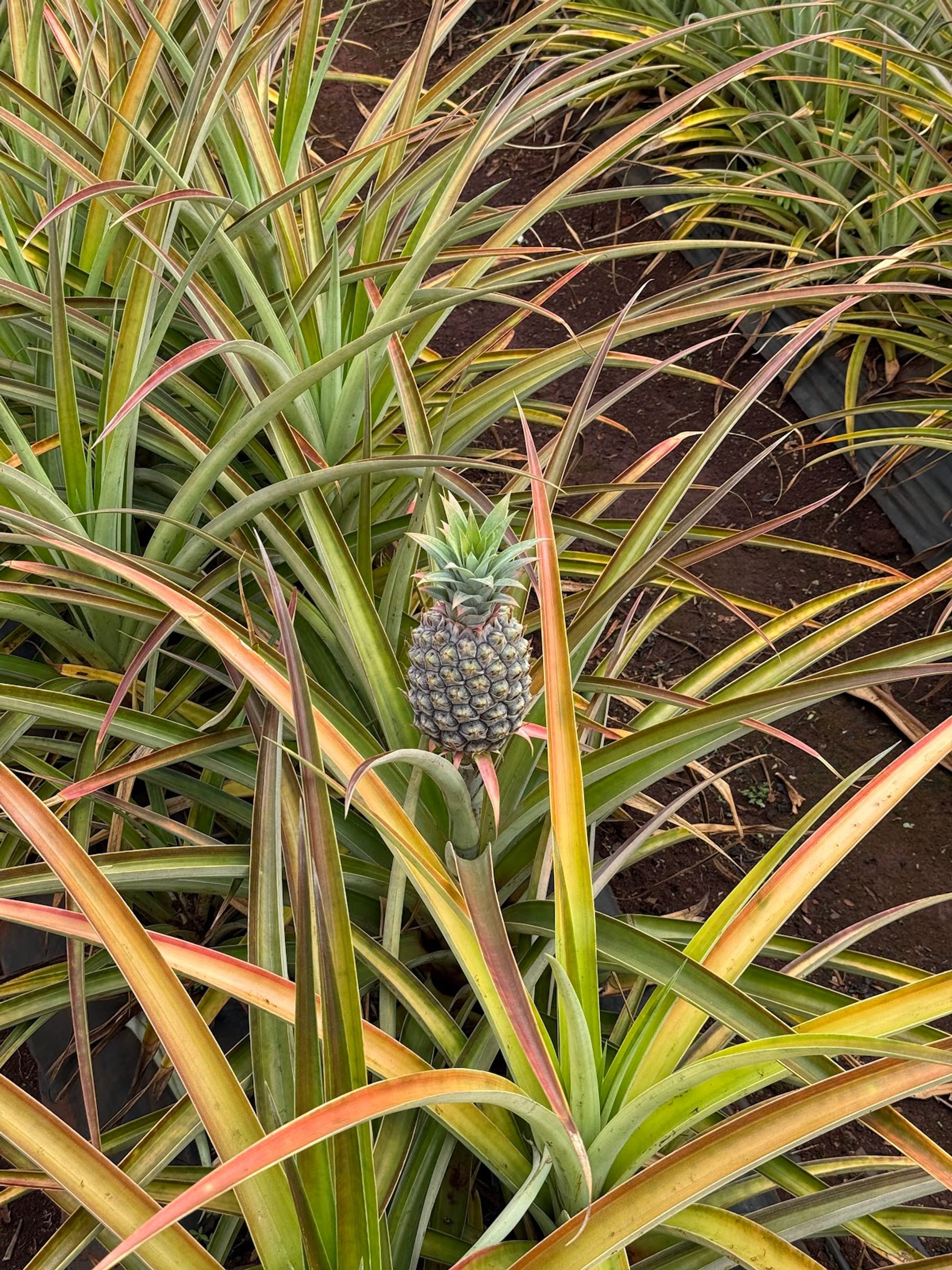 Photo 6 of Dole Plantation in Waialua & Mokulēʻia, Oahu