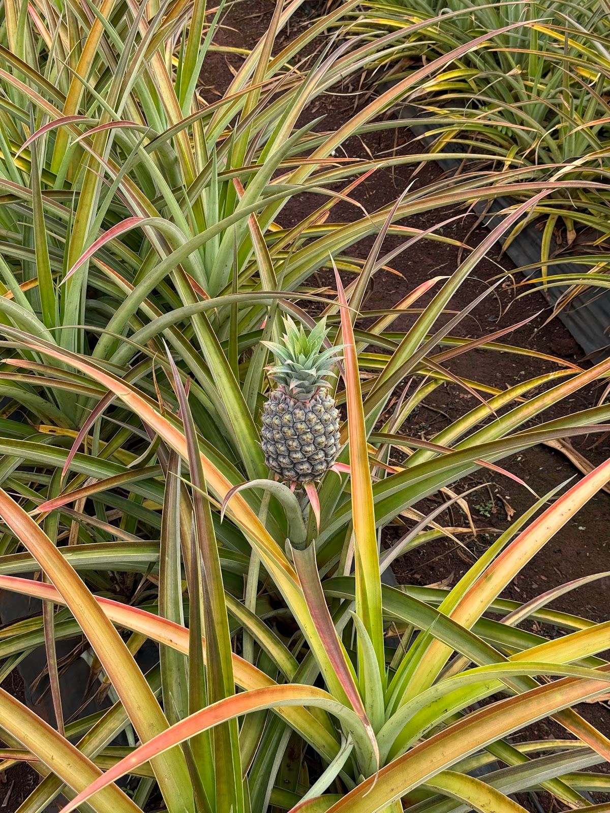 Photo 6 of Dole Plantation in Waialua & Mokulēʻia, Oahu