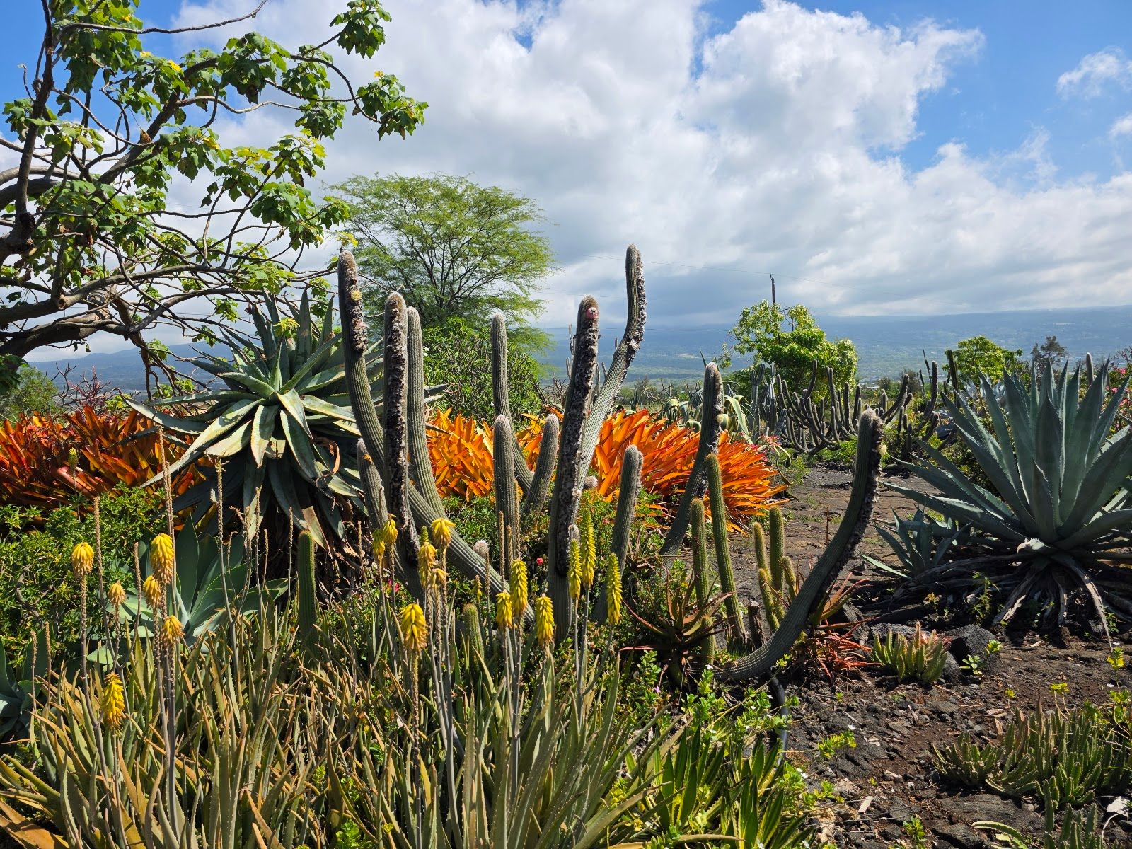 Photo 5 of Old Kona Airport State Recreation Area in Kailua-Kona, Big Island