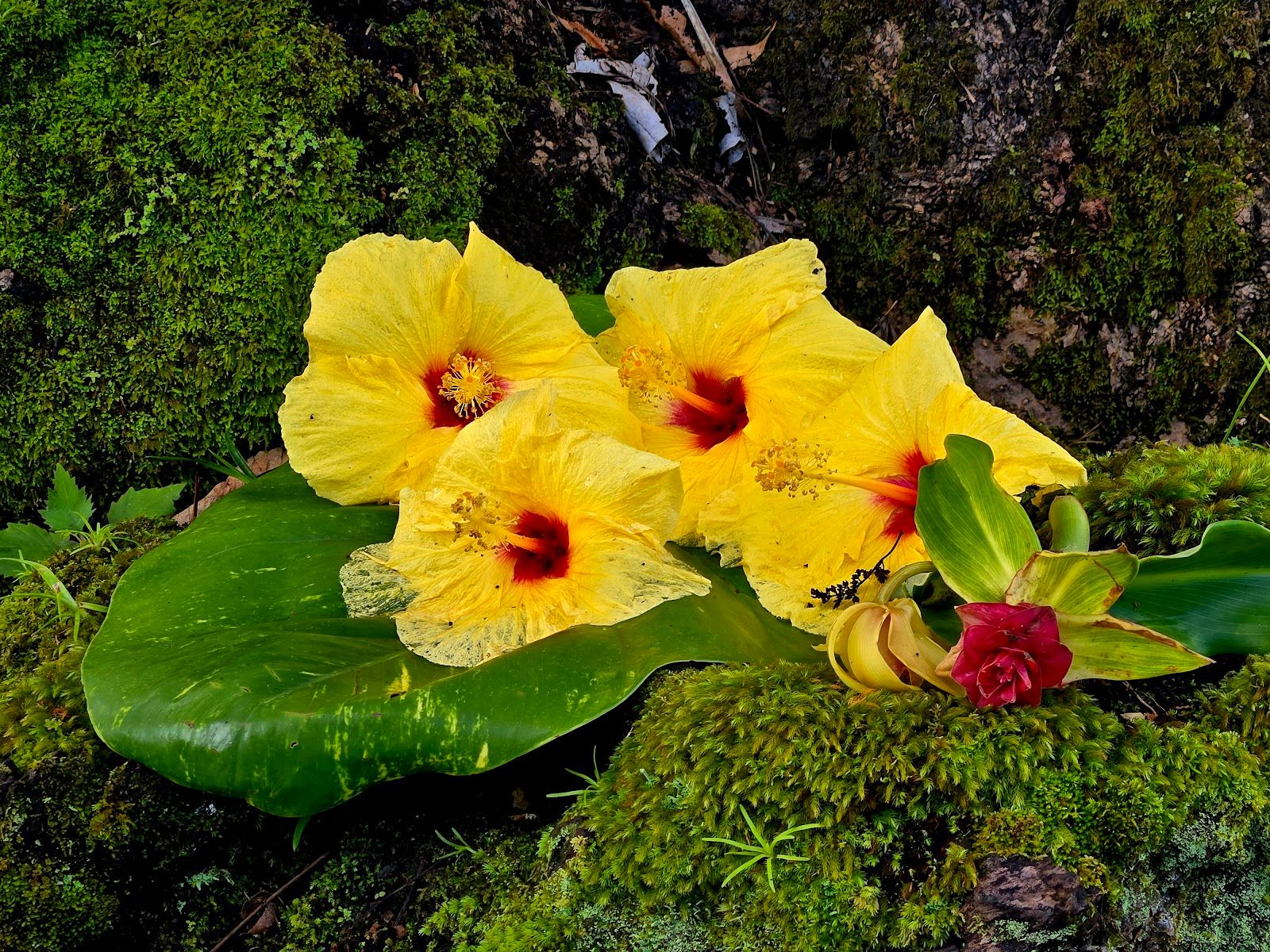 Photo 6 of Rainbow Falls in Hilo, Big Island
