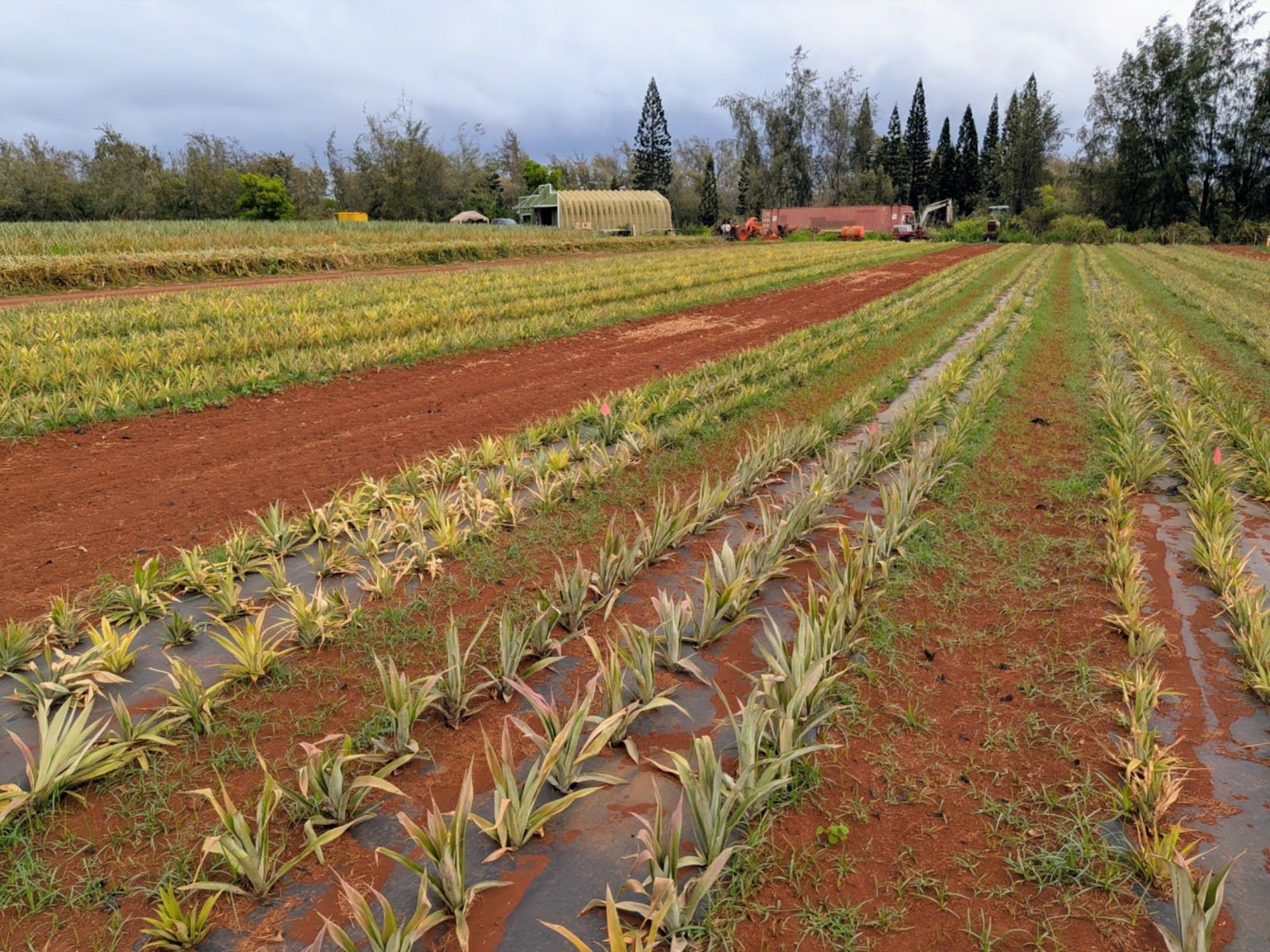 Hole in the Mountain Farm in Anahola, Kaua‘i photo 2