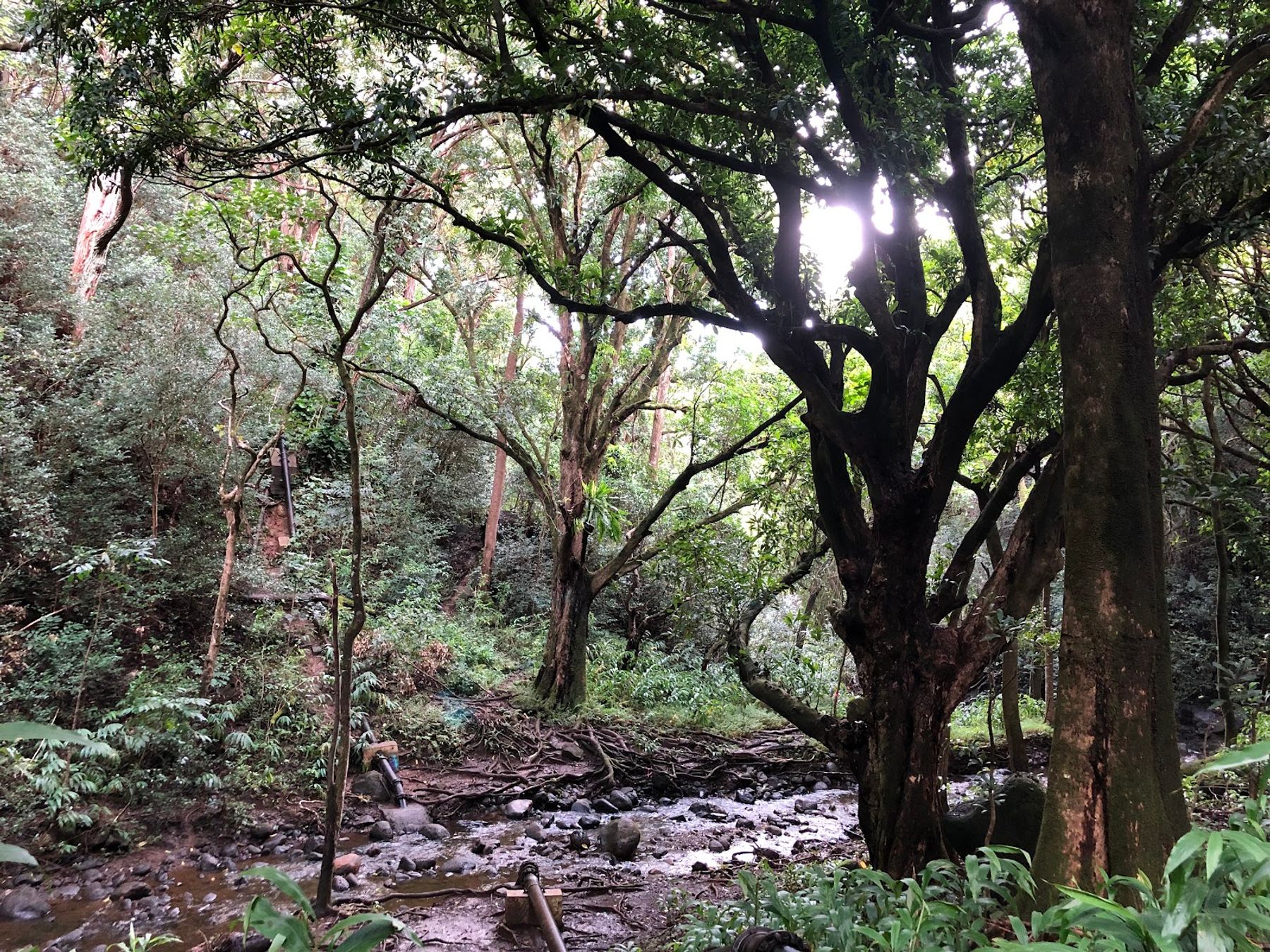 Photo 9 of Kaʻau Crater Trail in Kaimukī & Pālolo, Oahu