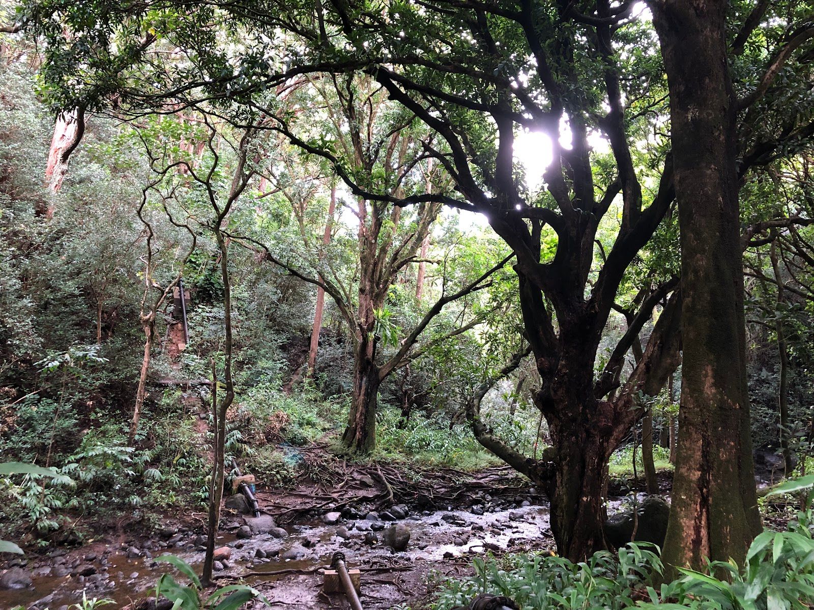 Photo 9 of Kaʻau Crater Trail in Kaimukī & Pālolo, Oahu