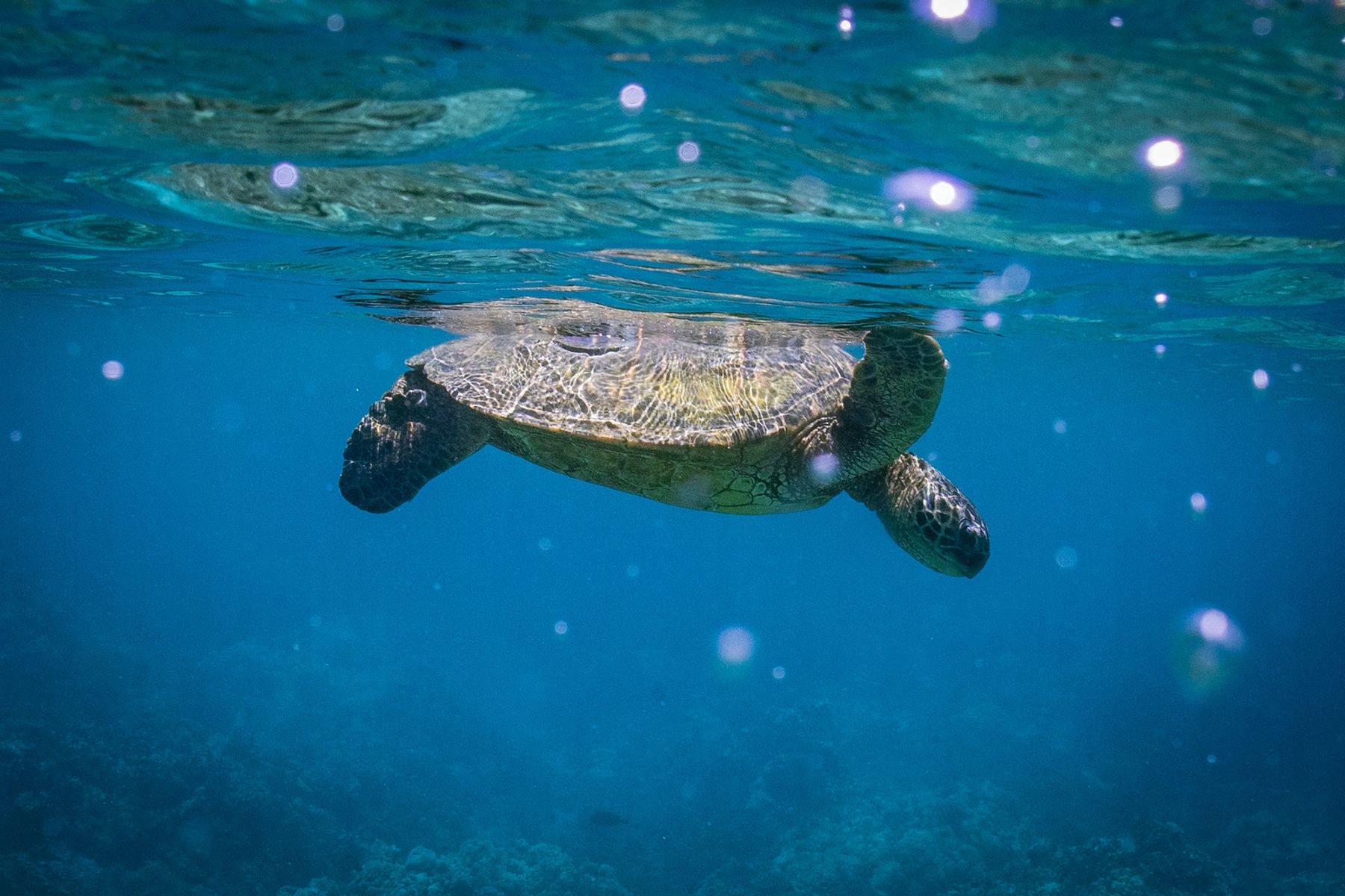 Photo 6 of Gemini Sailing Charters in Kāʻanapali, Maui