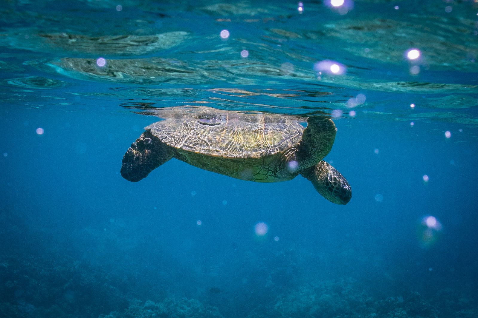 Photo 6 of Gemini Sailing Charters in Kāʻanapali, Maui