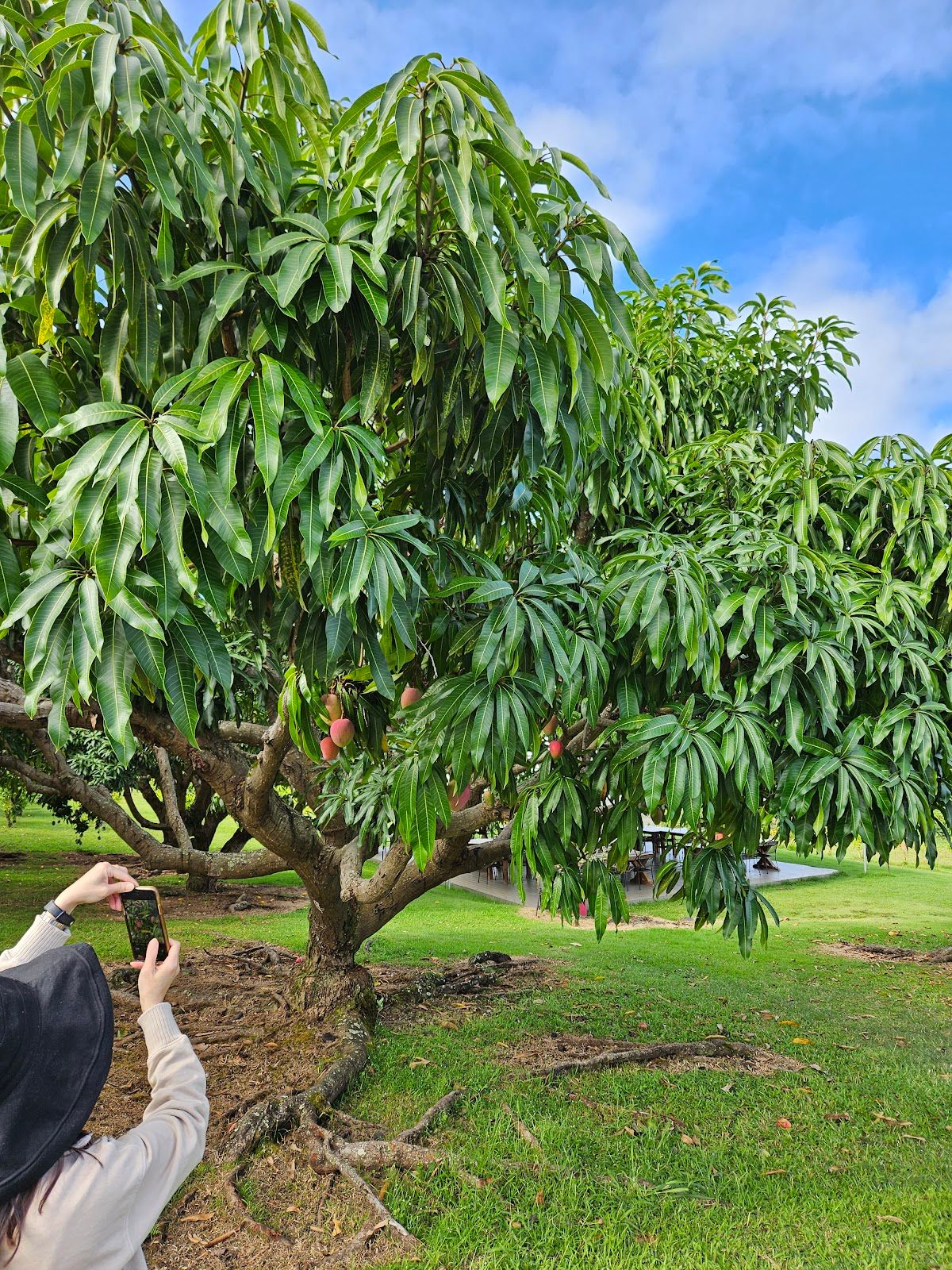 Photo 7 of Bay View Farm in South Kona, Big Island