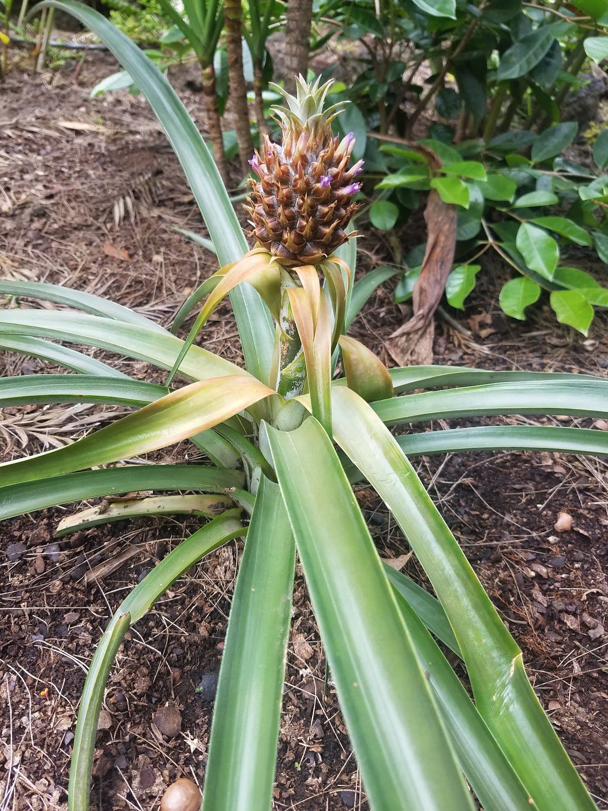 Photo 2 of Paradise Meadows Orchard and Bee Farm, Home of Hawaii's Local Buzz in South Point, Big Island