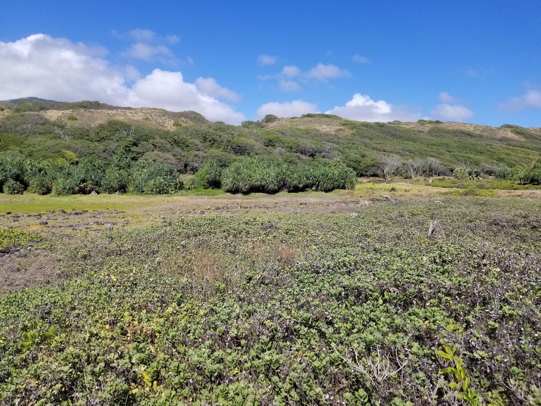 Photo 5 of Waihe‘e Coastal Dunes and Wetlands Refuge in Wailuku, Maui