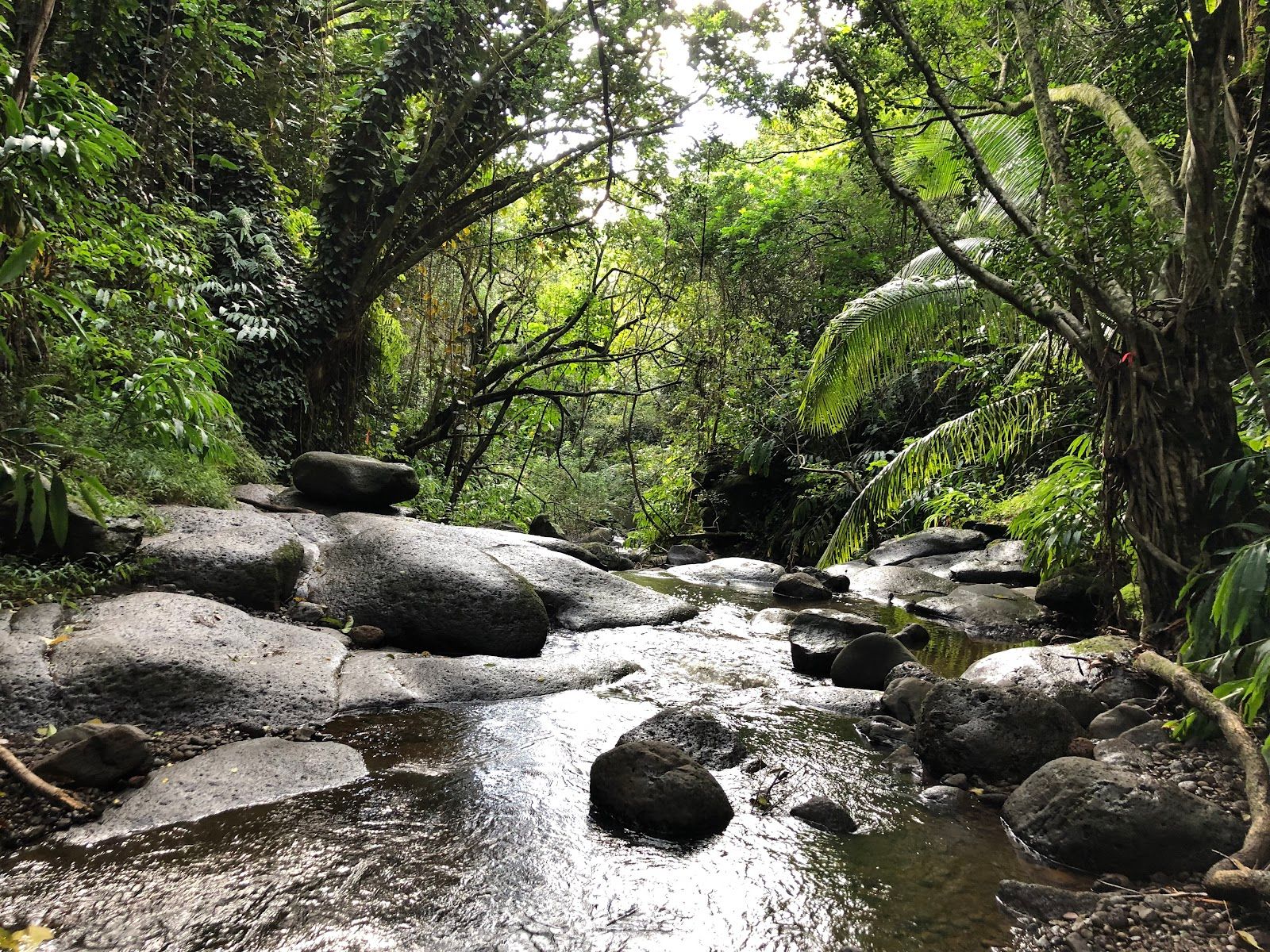 Photo 5 of Kaʻau Crater Trail in Kaimukī & Pālolo, Oahu