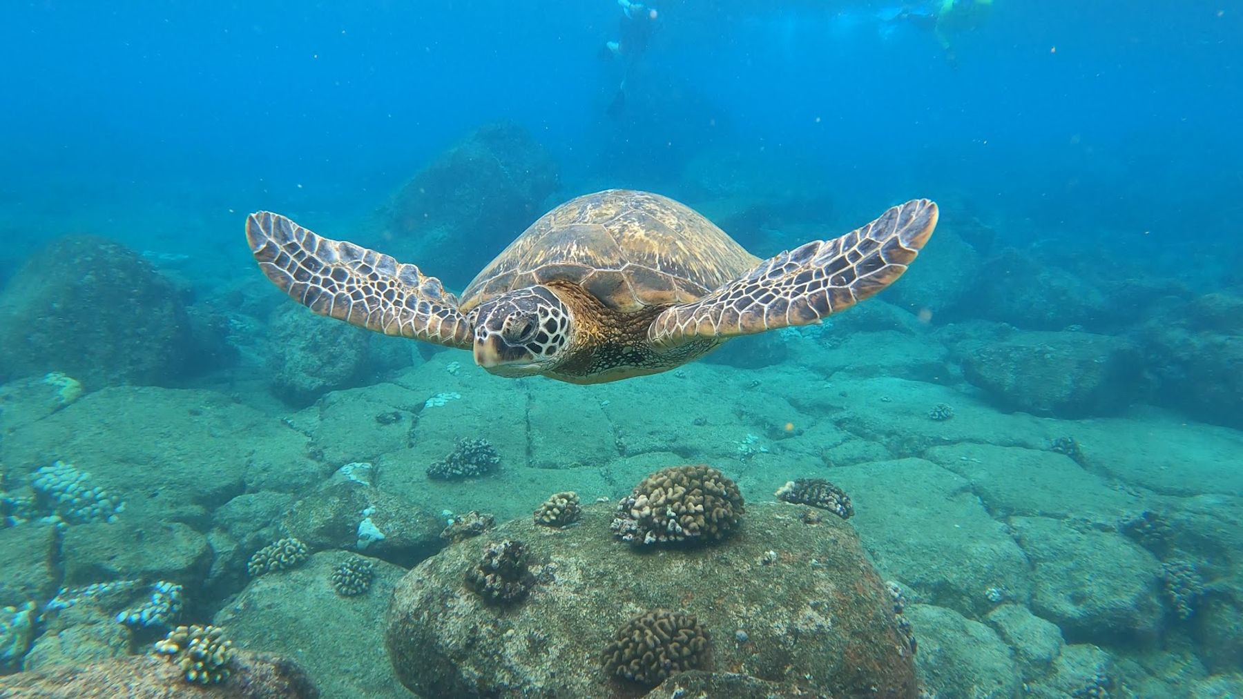 Kauai Z-Tours in Kōloa, Kaua‘i photo 2