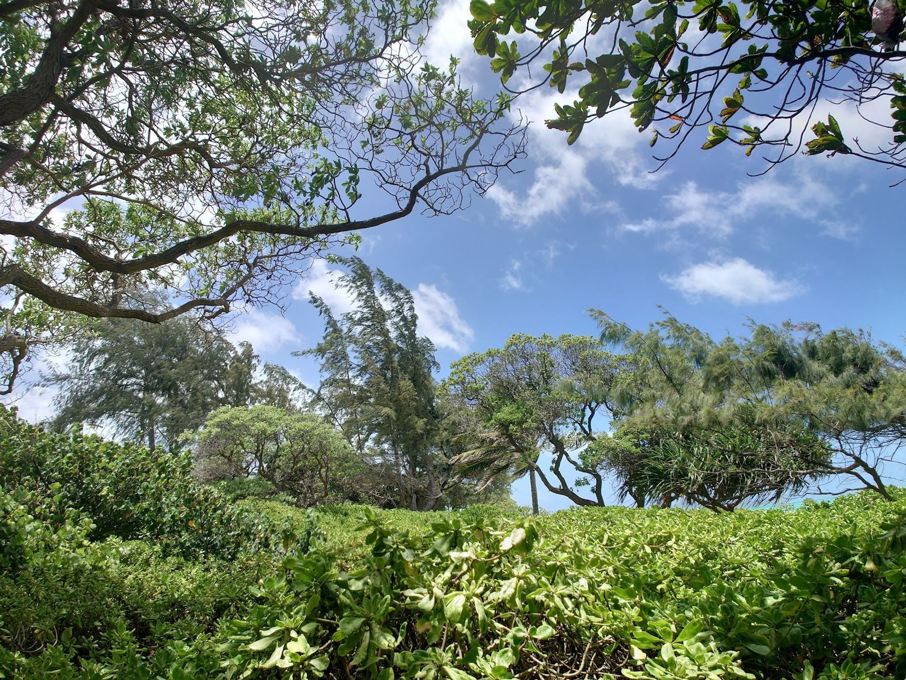 Photo 10 of Kalama Beach Park in Kailua & Lanikai, Oahu