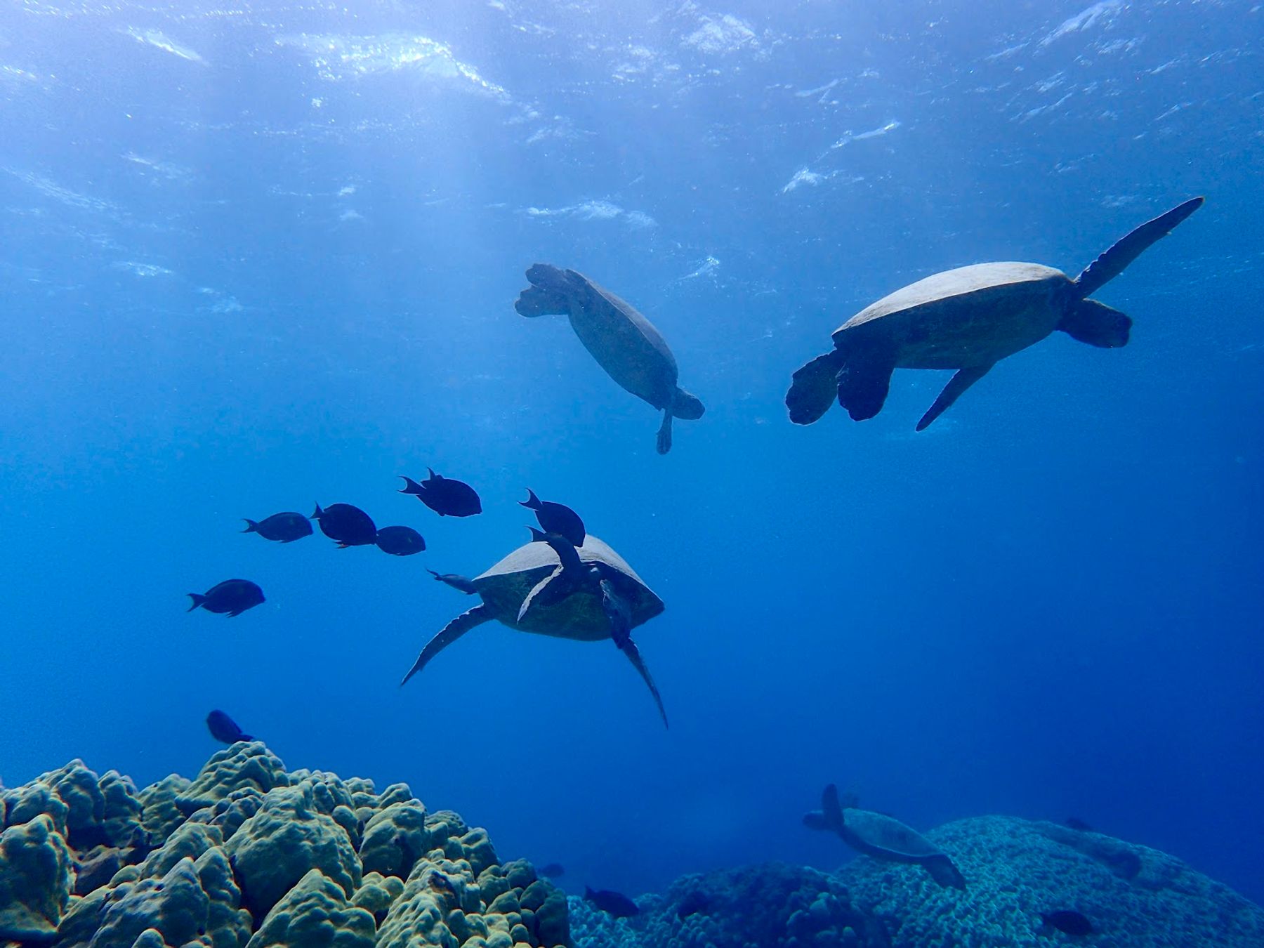 Photo 1 of Hawaiian Paddle Sports LLC in Kīhei, Maui