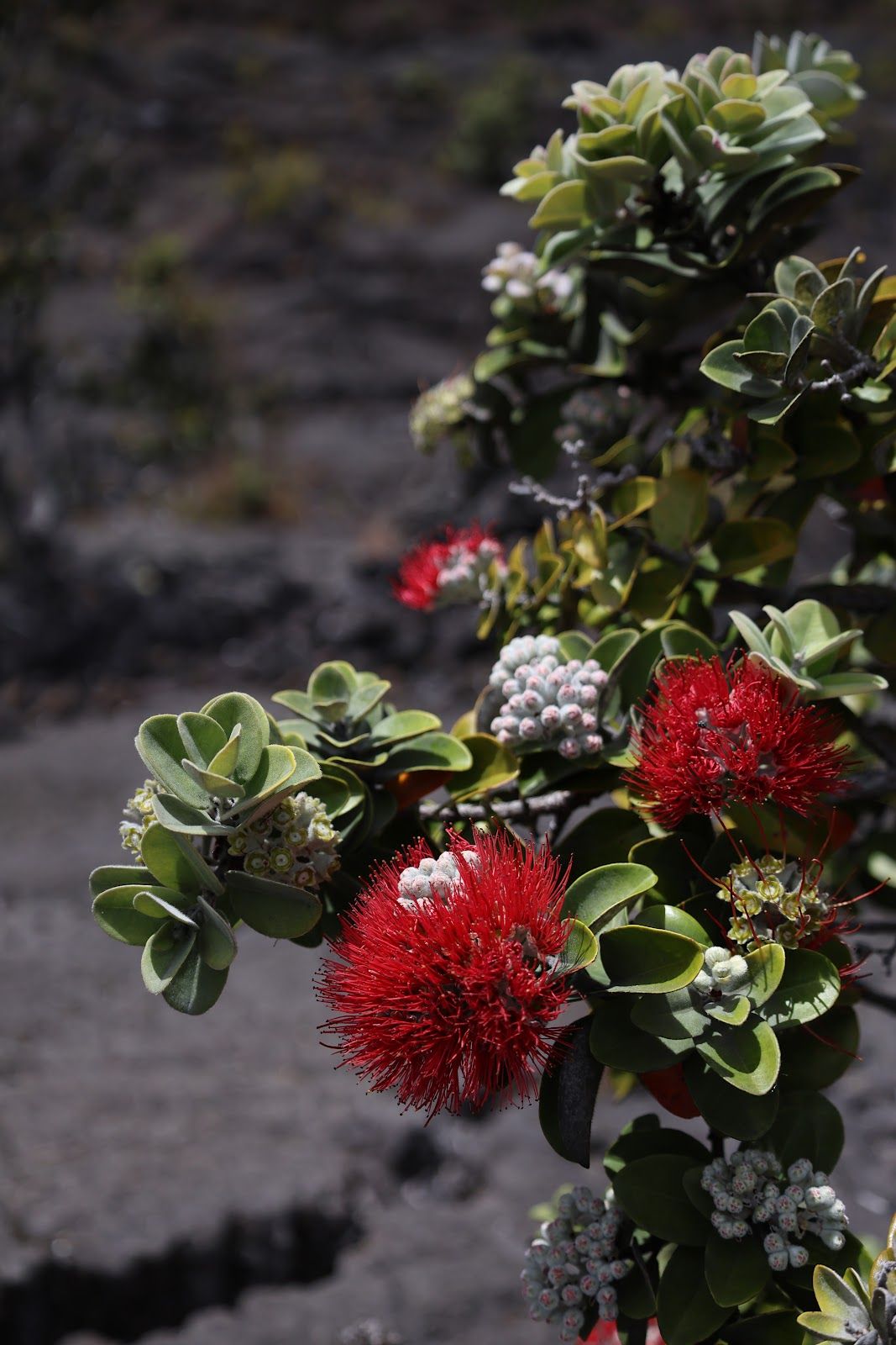 Photo 8 of Kīlauea in Volcano, Big Island