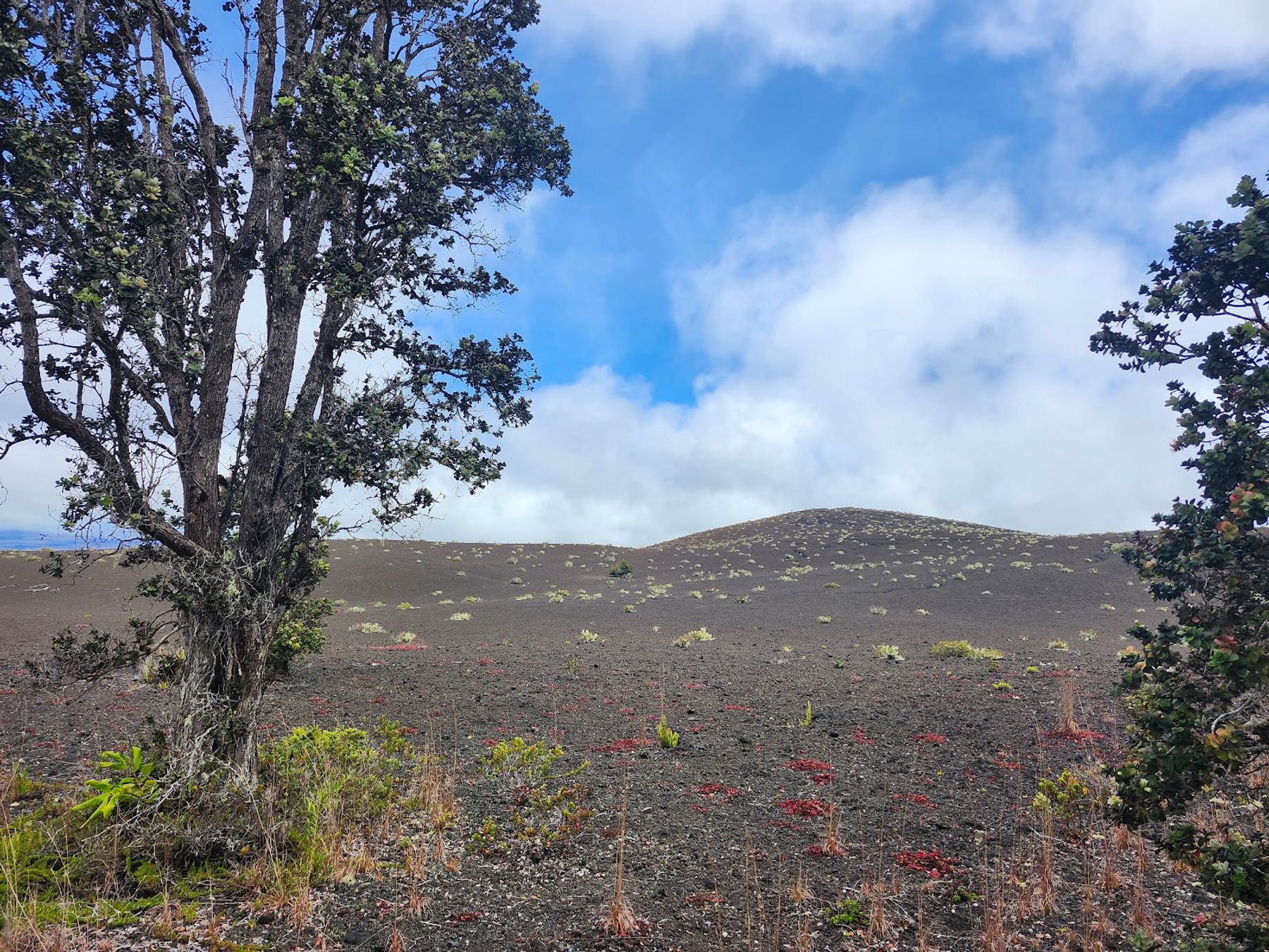 Photo 2 of Devastation Trail in Volcano, Big Island