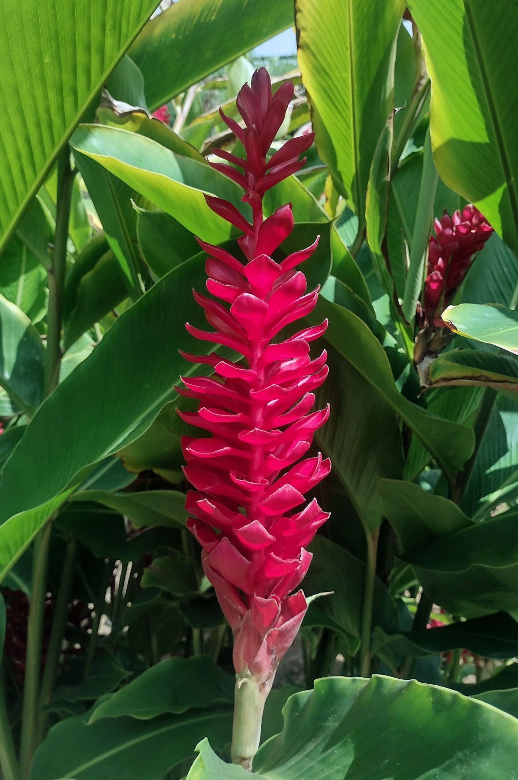 Photo 6 of Sadie Seymour Botanical Gardens and the Kona Educational Center in Kailua-Kona, Big Island