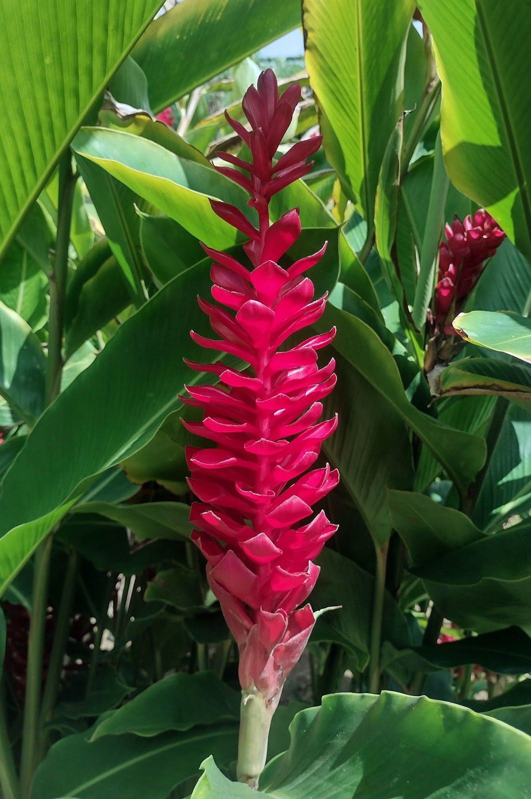 Photo 6 of Sadie Seymour Botanical Gardens and the Kona Educational Center in Kailua-Kona, Big Island