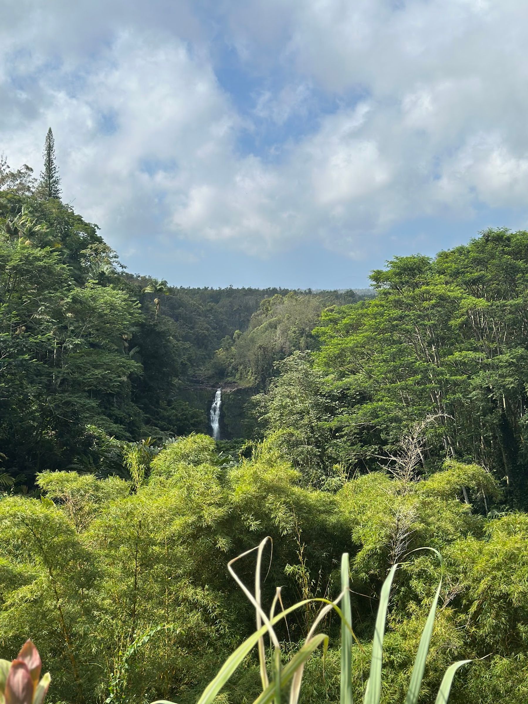 Photo 2 of ‘Akaka Falls in Greater Hilo, Big Island