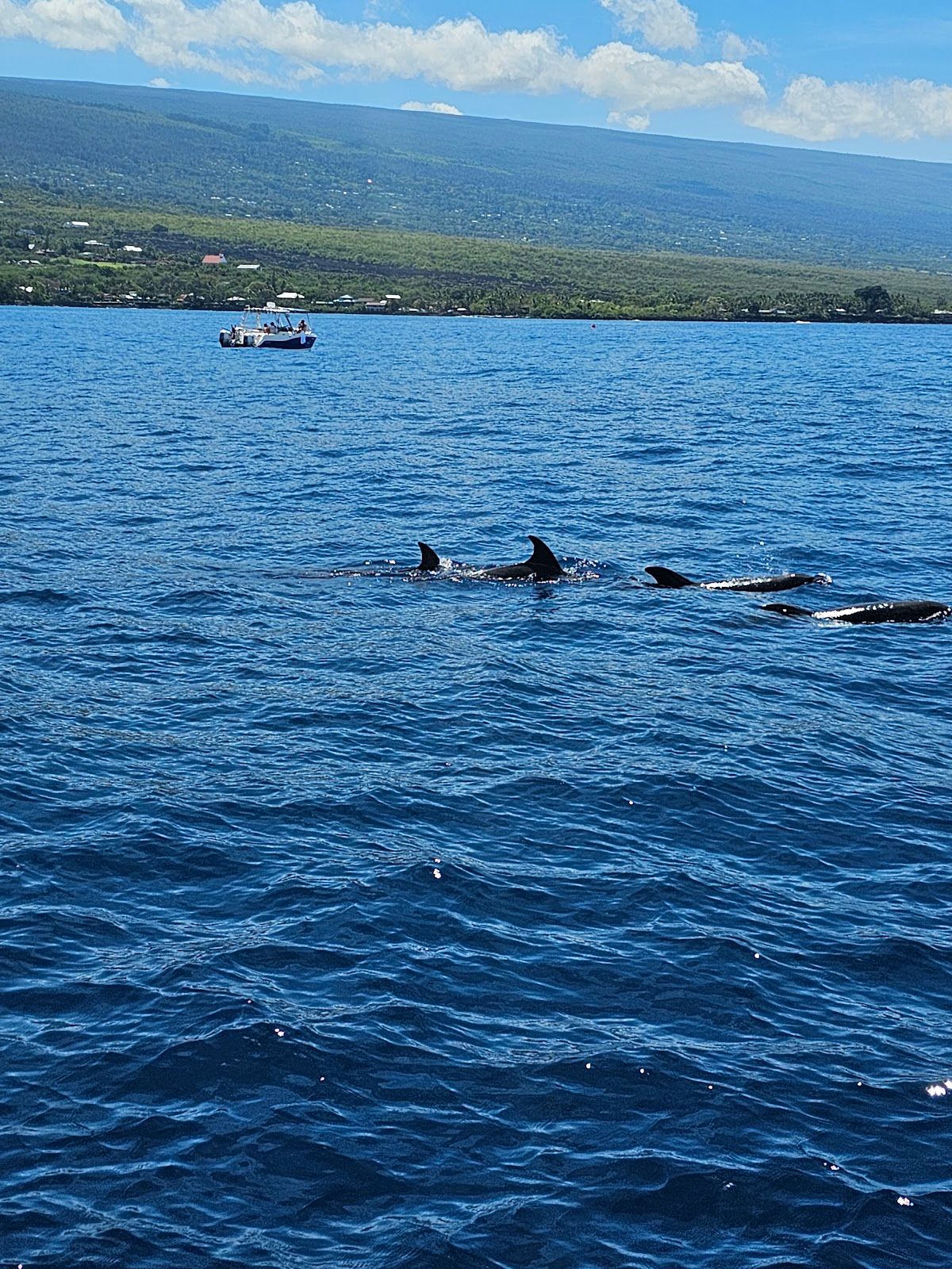 Photo 8 of Captain Cook Cruises in Kailua-Kona, Big Island
