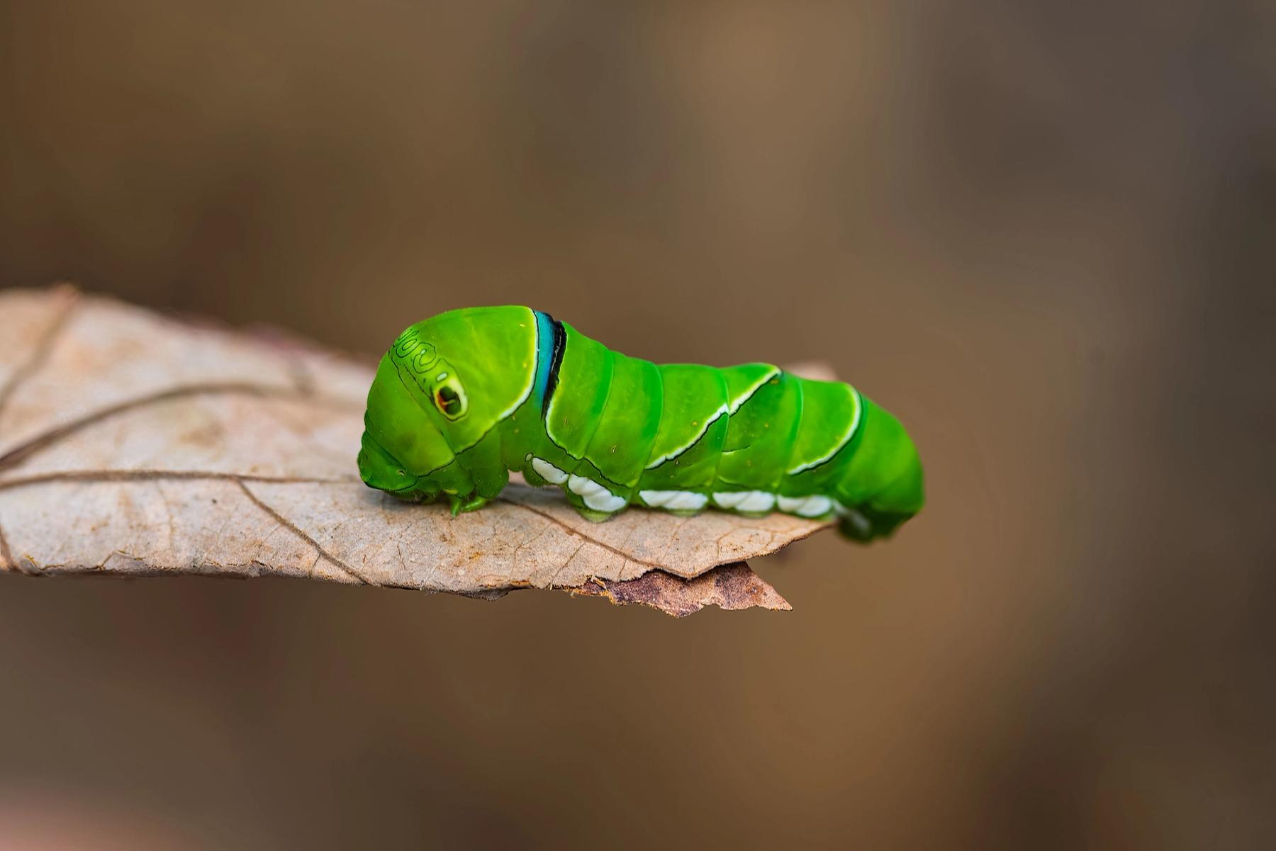 Bright green caterpillar resting on a dry leaf with a soft blurred brown background