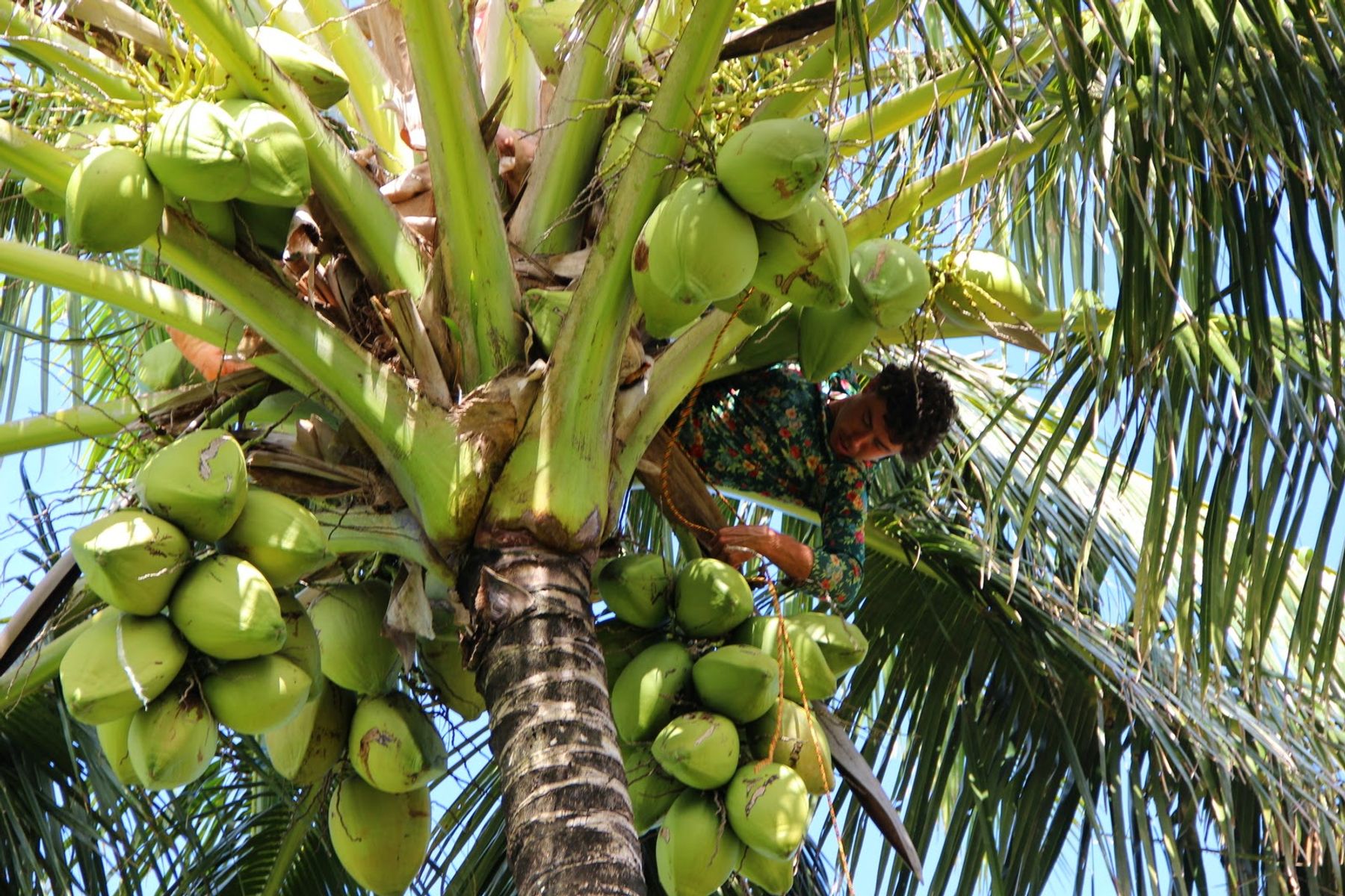 Photo 10 of Gingerhill Farm Retreat in South Kona, Big-island