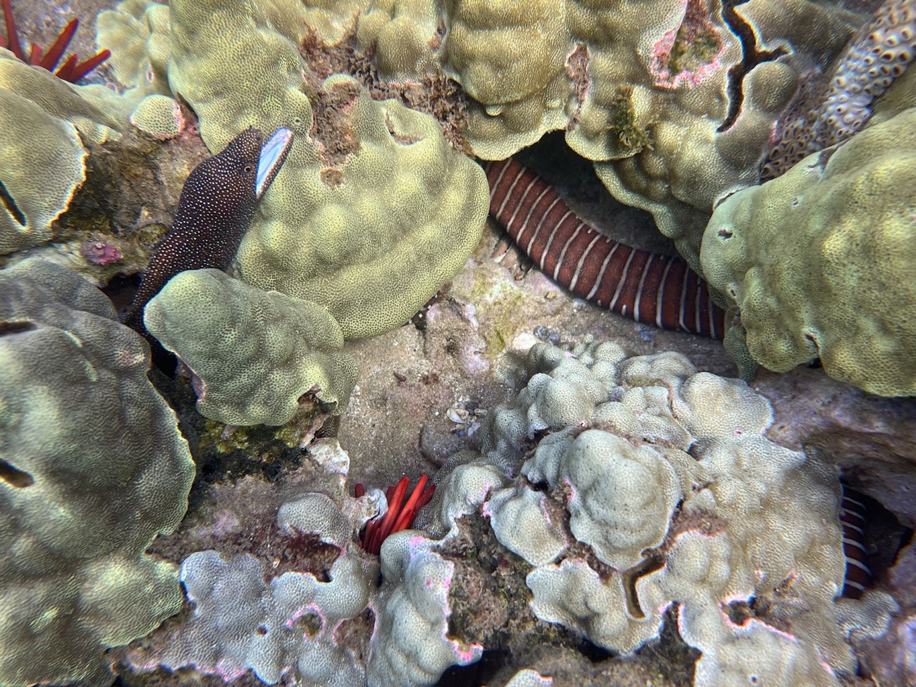 Photo 5 of Maui Snorkel Tours in Kīhei, Maui