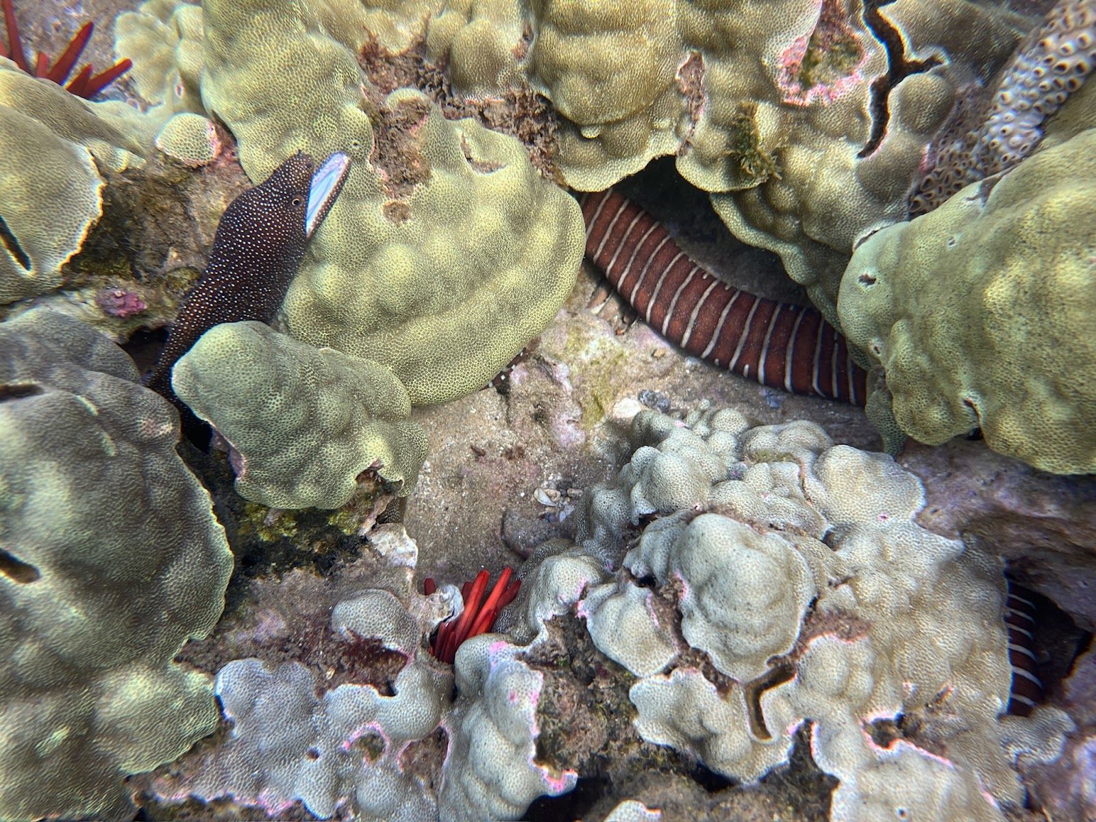 Photo 5 of Maui Snorkel Tours in Kīhei, Maui