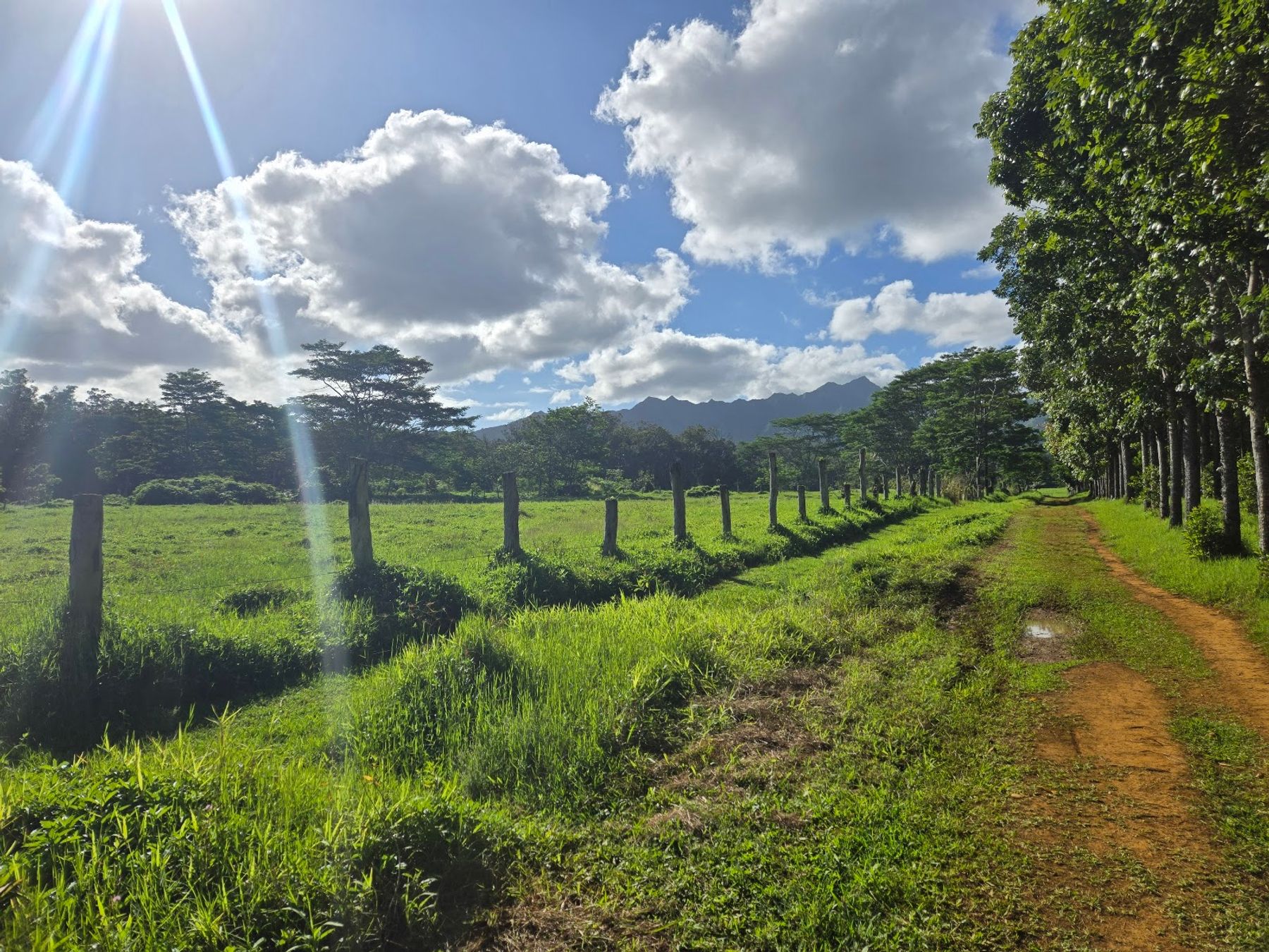 Wai Koa Loop Trail in Kīlauea, Kaua‘i photo 4