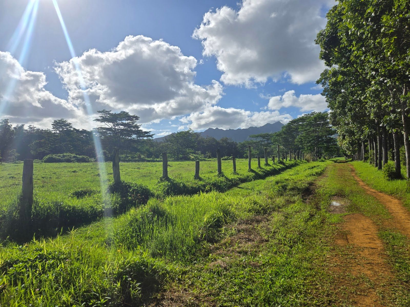Wai Koa Loop Trail in Kīlauea, Kaua‘i photo 4