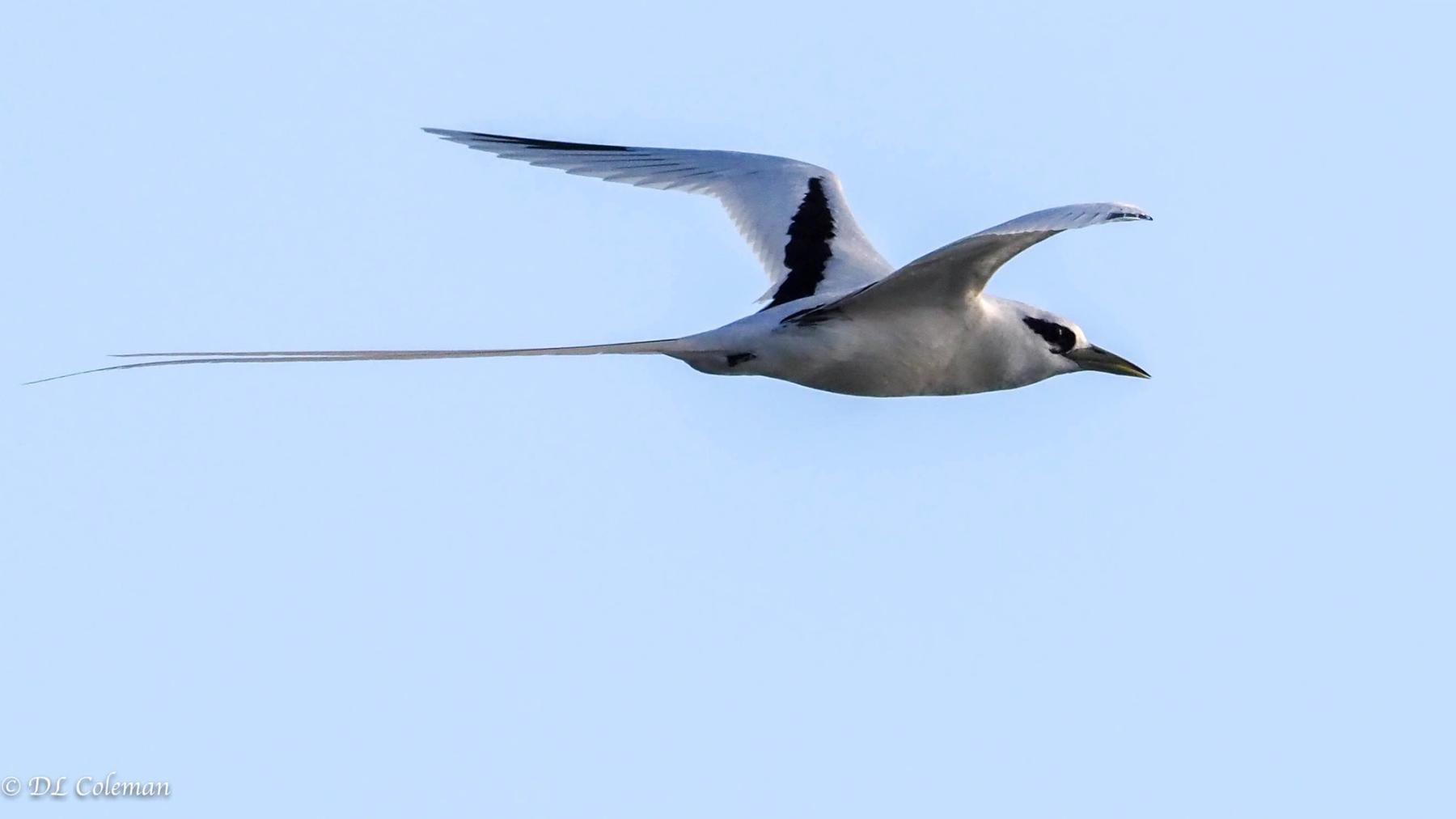 White-tailed tropicbird in flight with long tail streamers against a pale blue sky