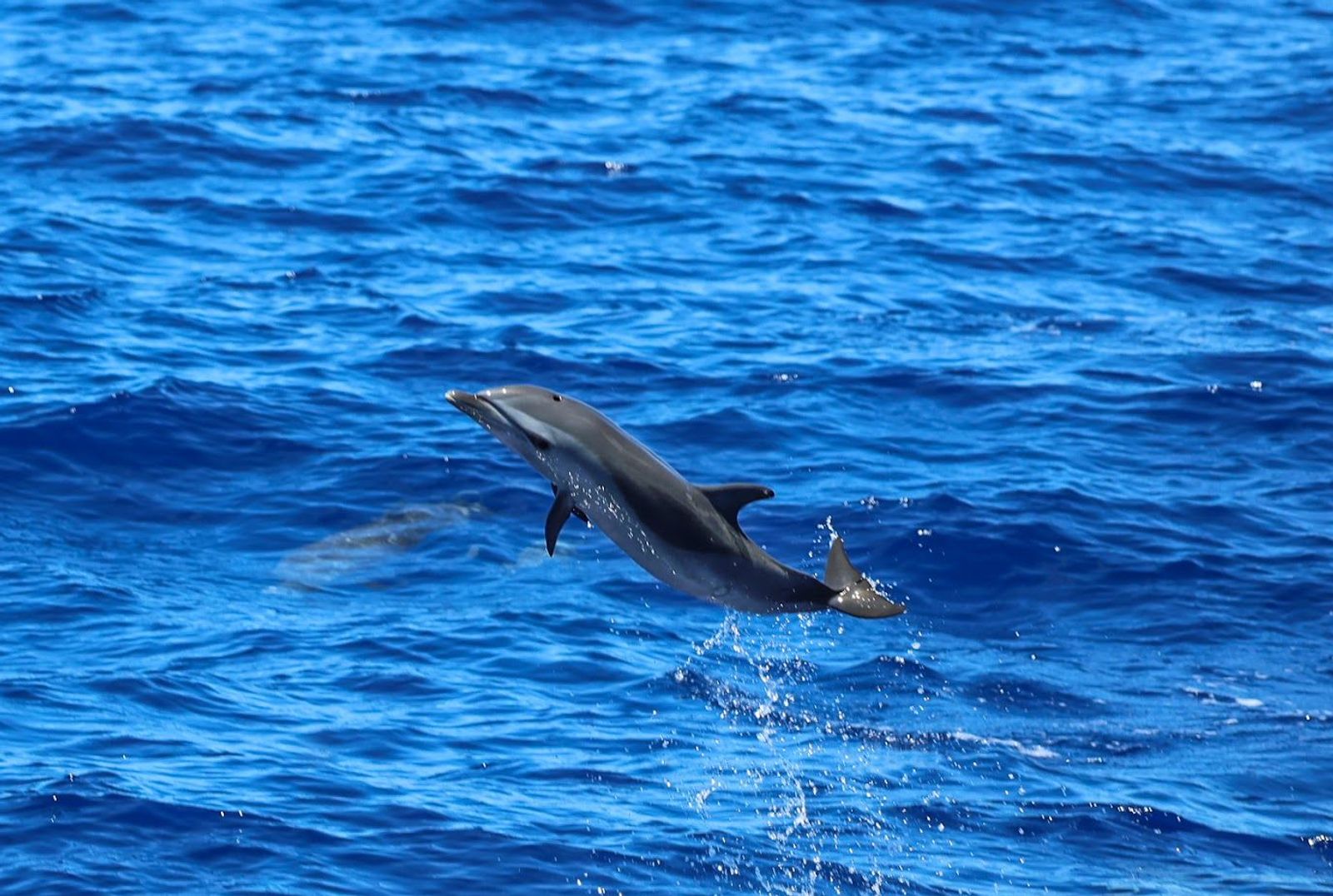 How to See Spinner Dolphins Responsibly on Oʻahu