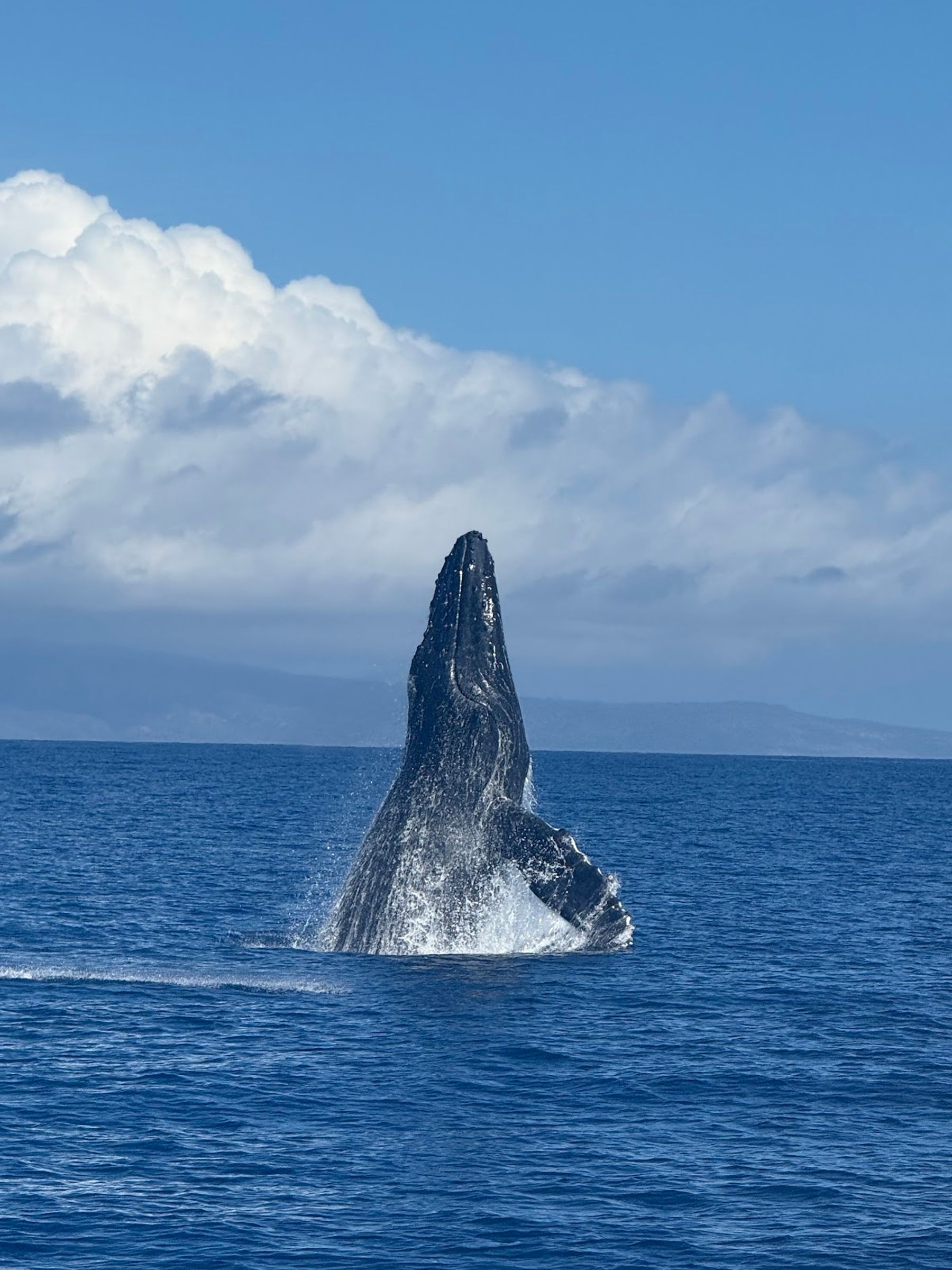Photo 1 of Gemini Sailing Charters in Kāʻanapali, Maui