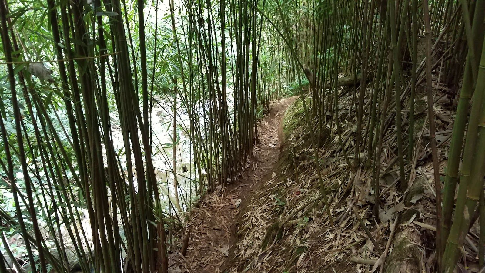 Photo 9 of Makaleha Trailhead in Wailua, Kauai