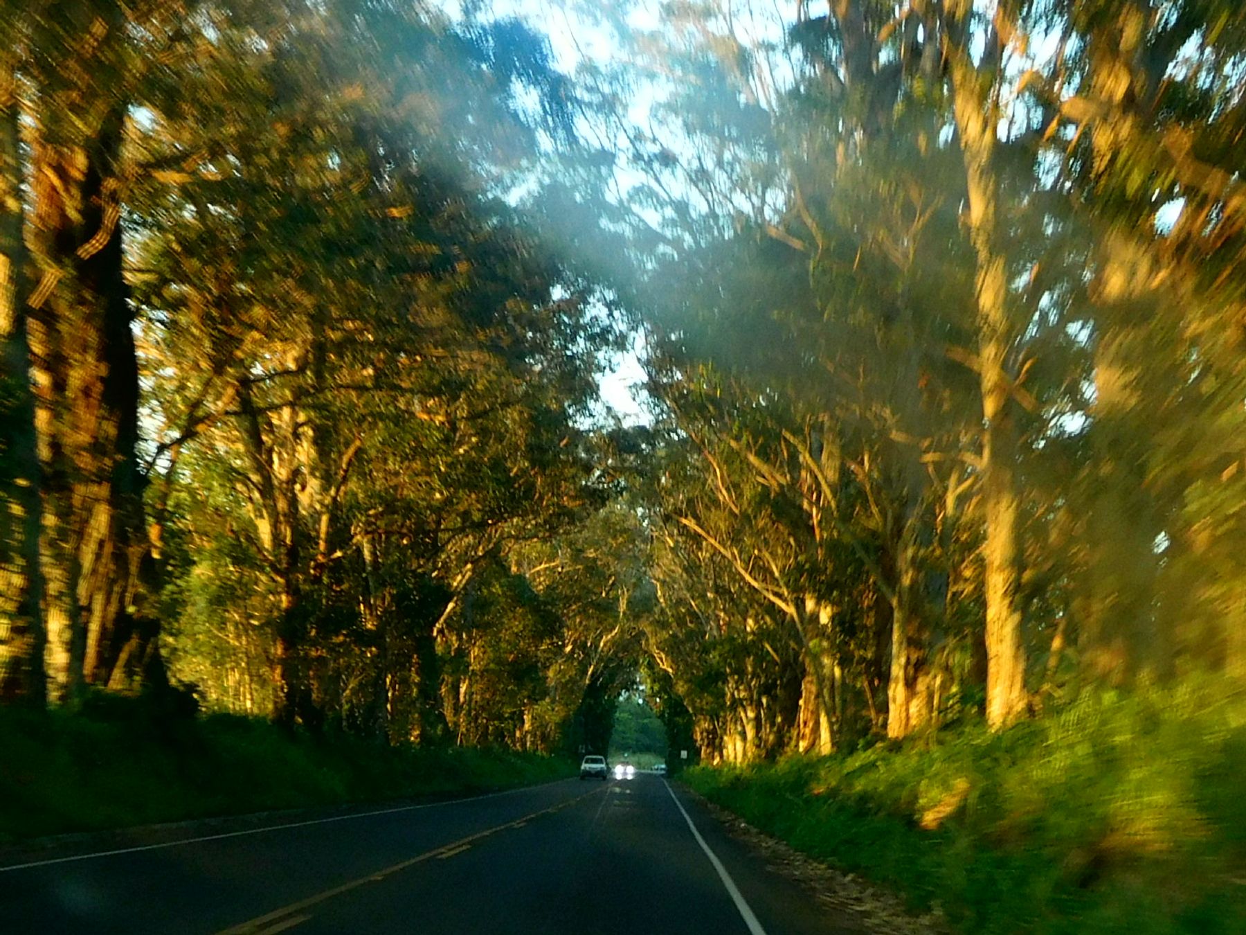 Maluhia Road Tree Tunnel in Kōloa, Kaua‘i photo 2