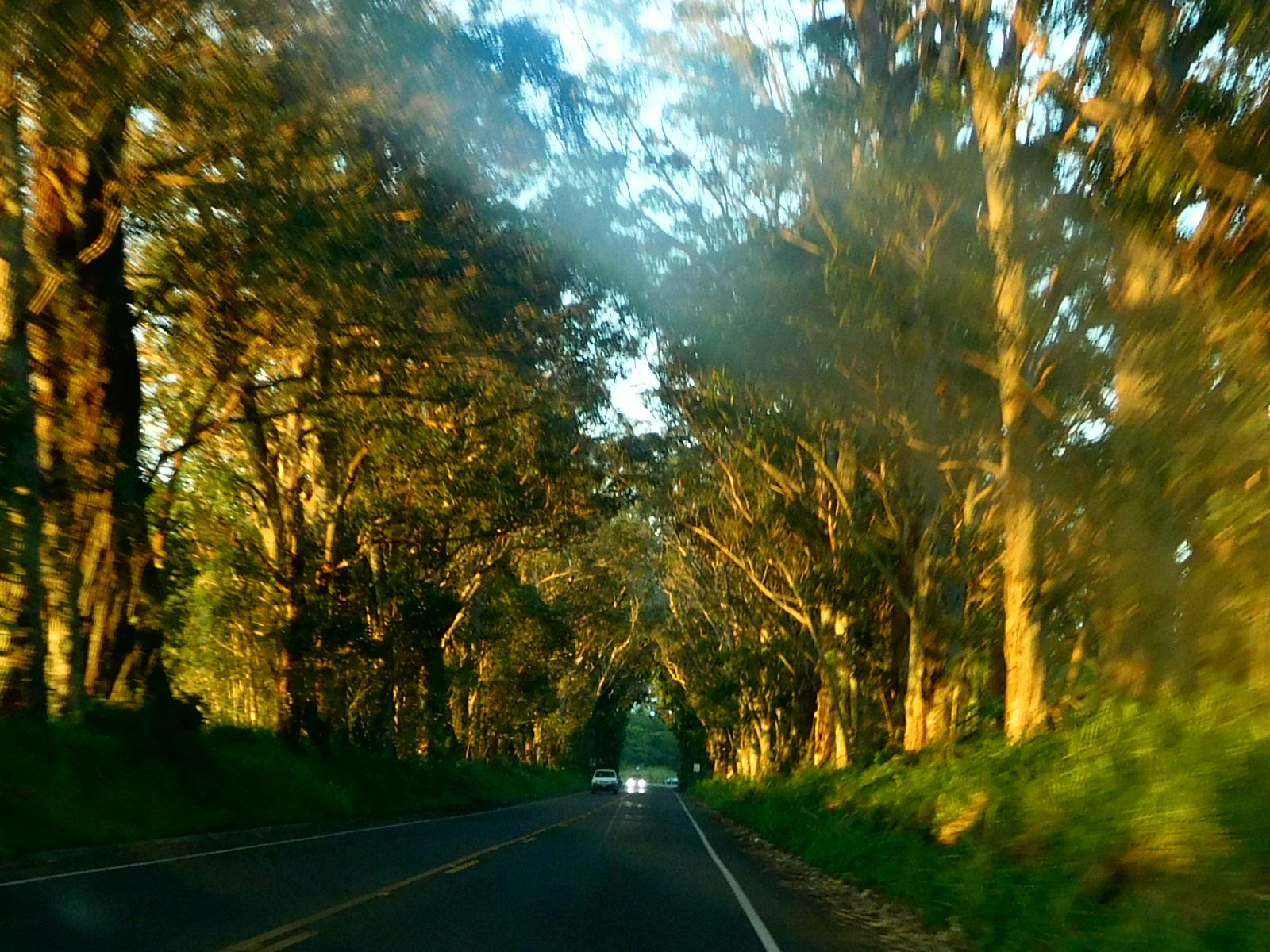 Maluhia Road Tree Tunnel in Kōloa, Kaua‘i photo 2