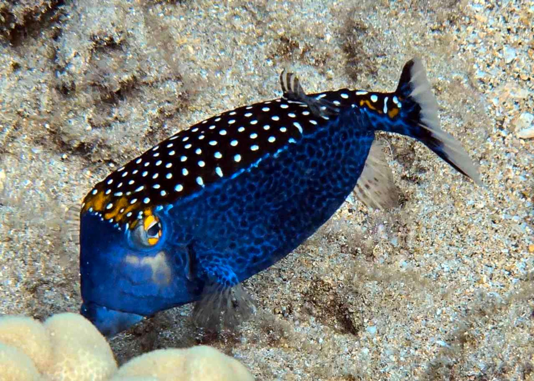 Photo 3 of Maui Dreams Dive Co in Kīhei, Maui