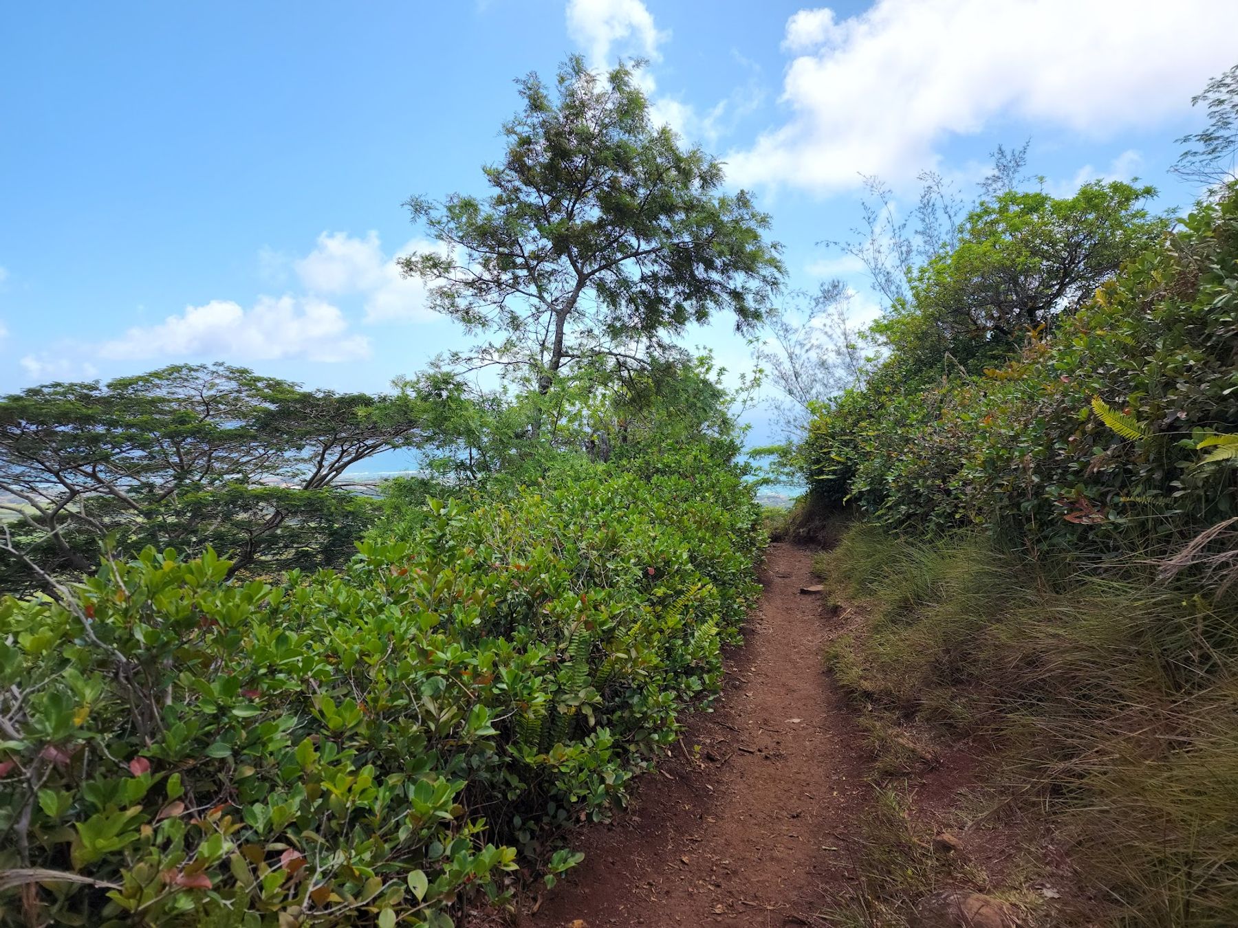 Sleeping Giant: Nounou East Trailhead in Kapaʻa, Kaua‘i photo 4