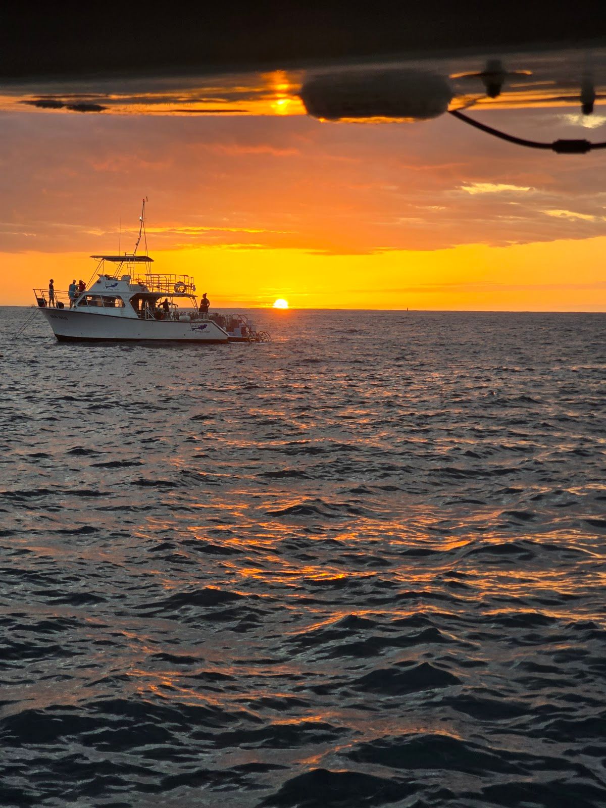 Photo 2 of Iruka Hawai‘i Dolphin and Manta Tours in Kailua-Kona, Big Island