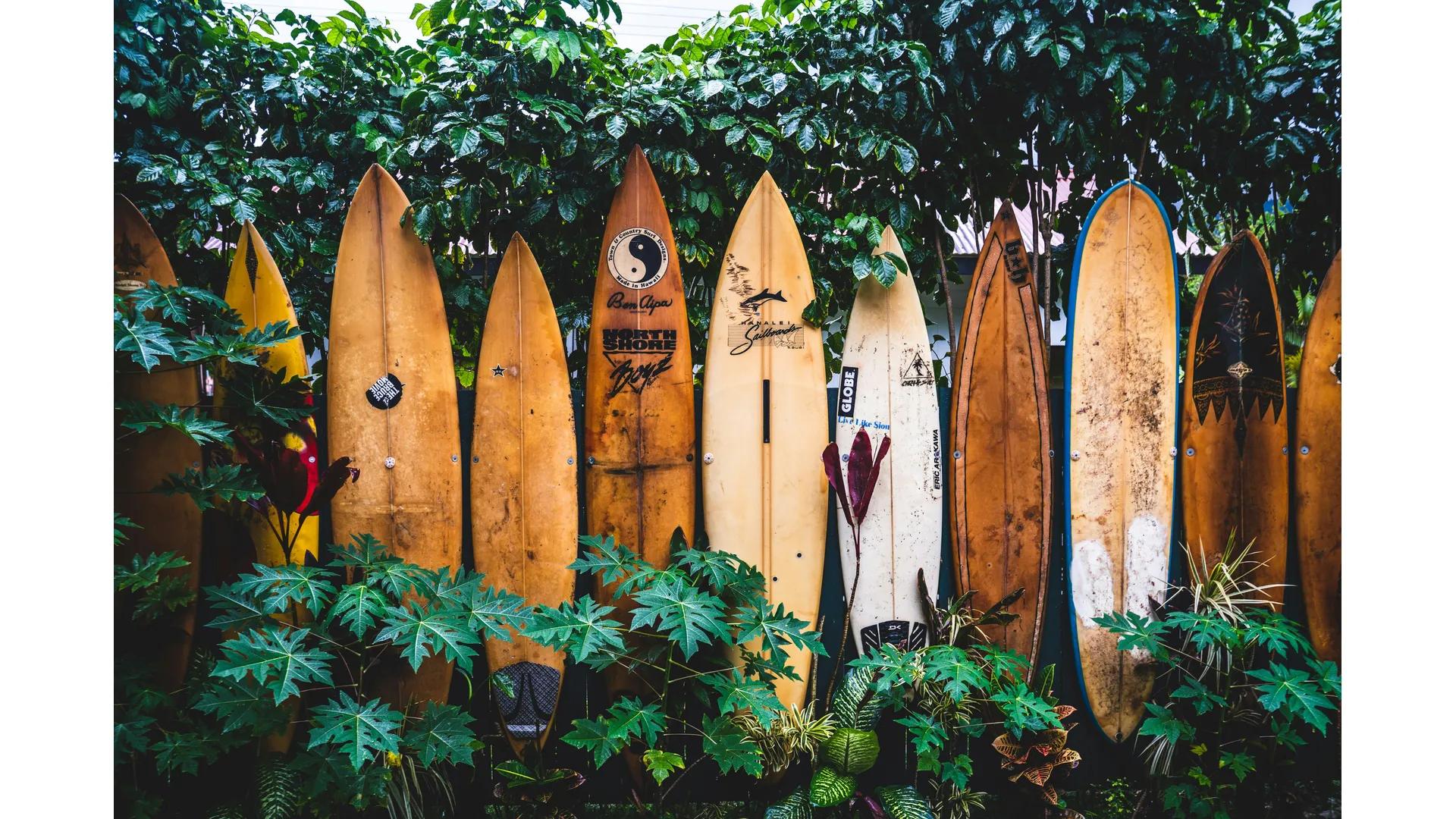 old surfboards standing on end surrounded by foliage