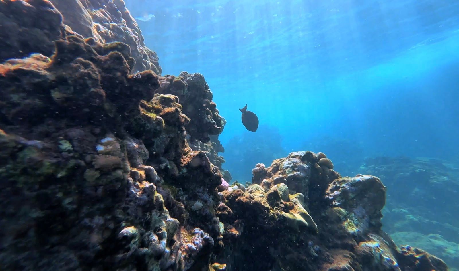 Photo 8 of My Splash Maui - Sea Scooter Snorkeling Tour in Wailea, Maui
