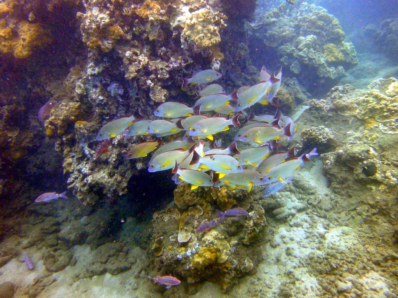 Photo 8 of Maui Adventure Tours Kayak Company in Lāhainā, Maui
